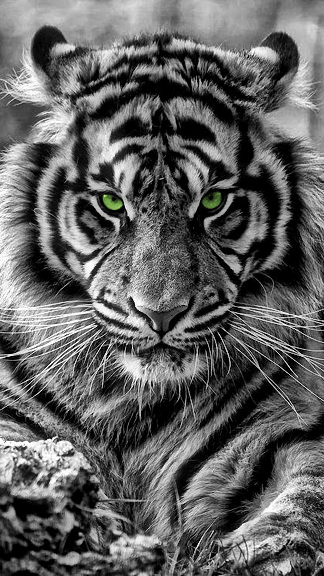 100 Tiger Iphone Wallpapers  Wallpaperscom