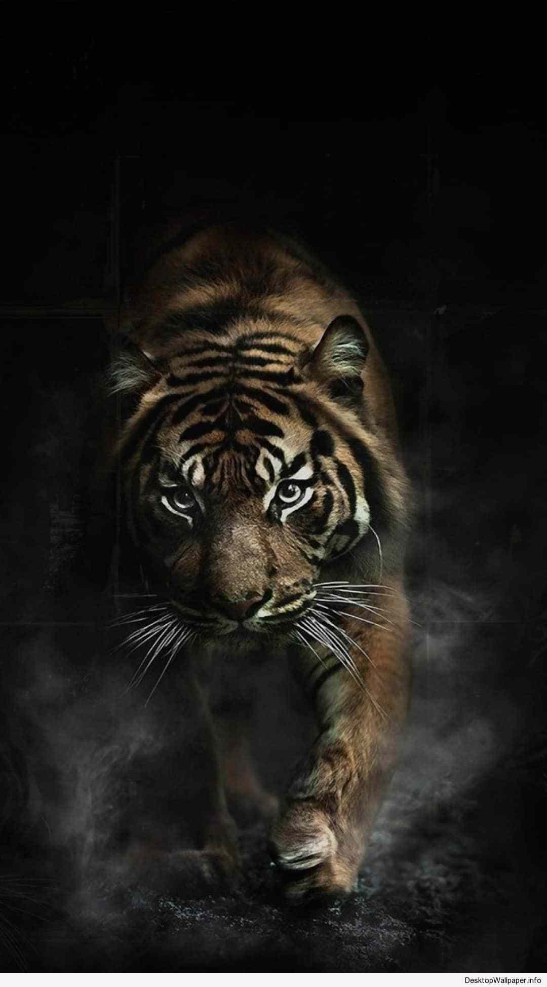 Black Tiger iPhone Wallpaper