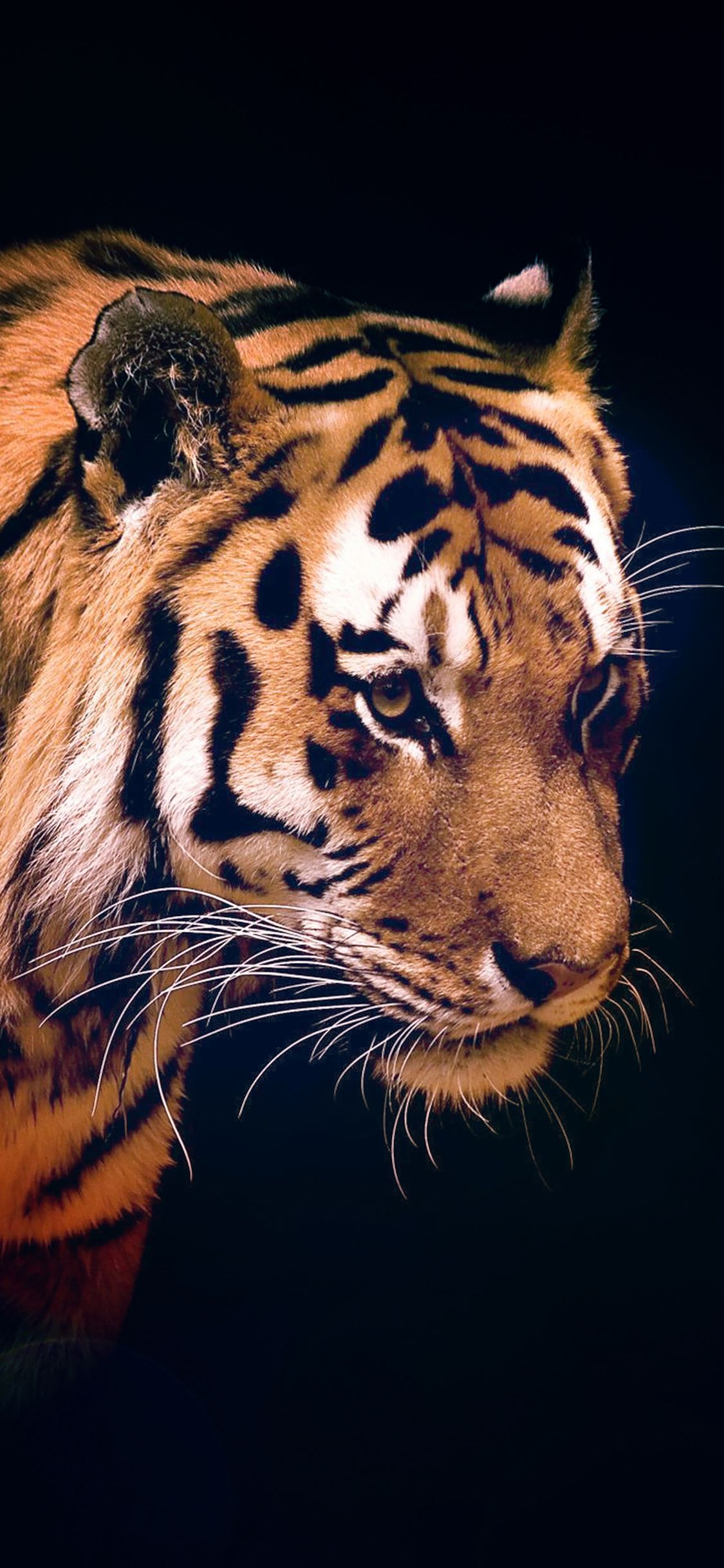 iPhone X wallpaper. tiger dark animal