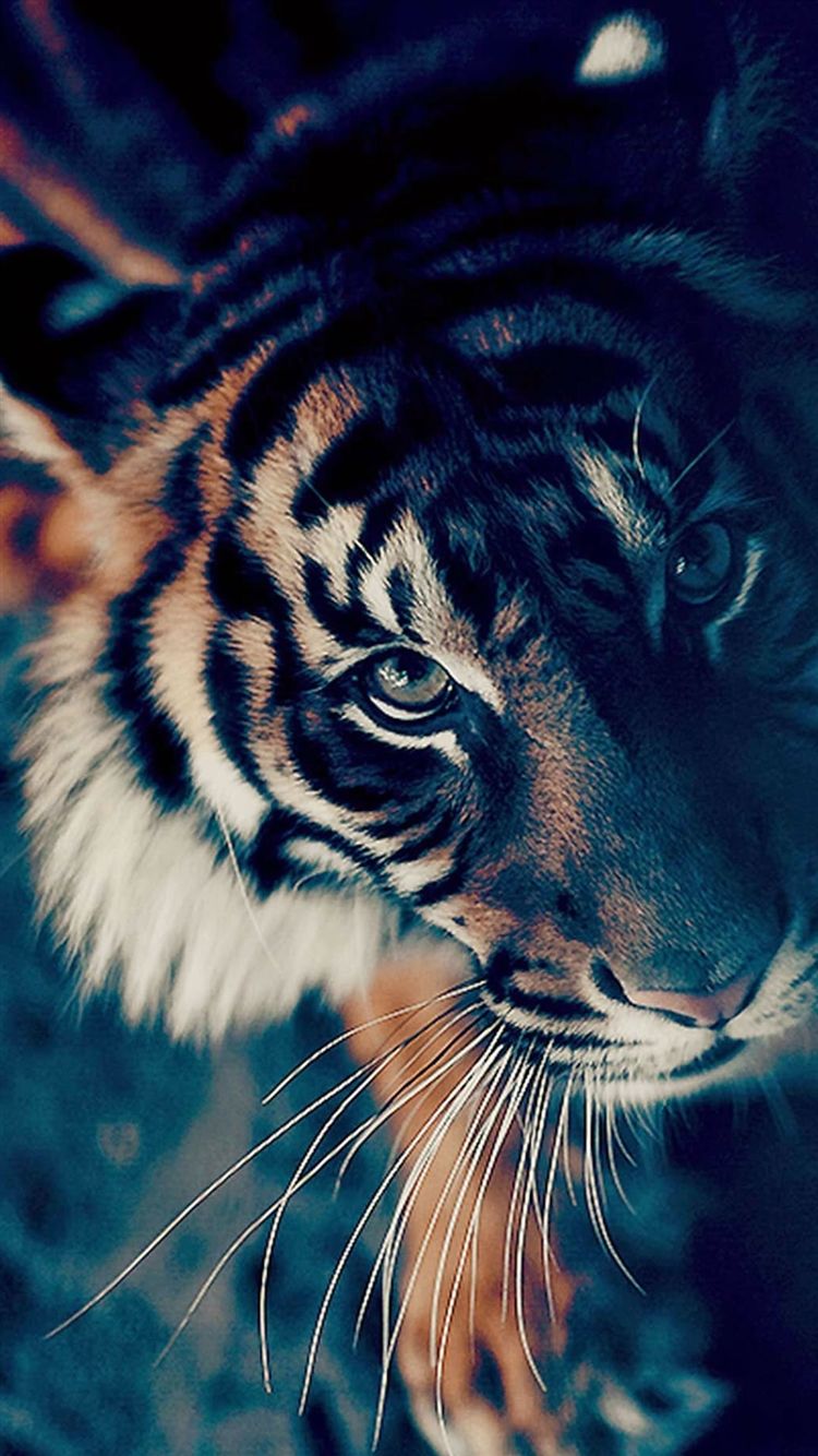 Cute Tiger iPhone Wallpaper HD Live Wallpaper HD