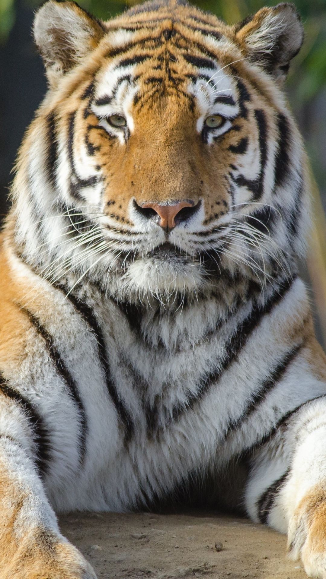 Tiger Background HD Wallpaper For iPhone Wallpaper Ultra