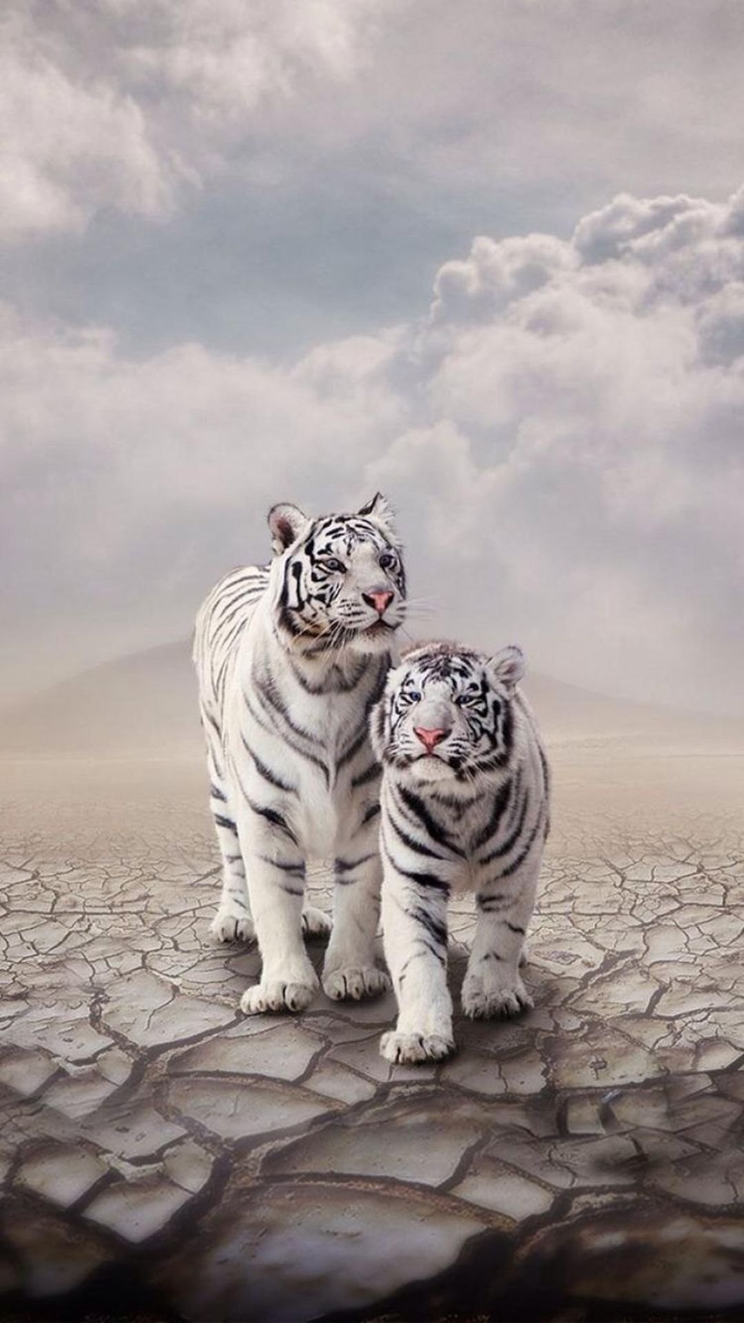 Best tiger iPhone 8 Wallpaper HD