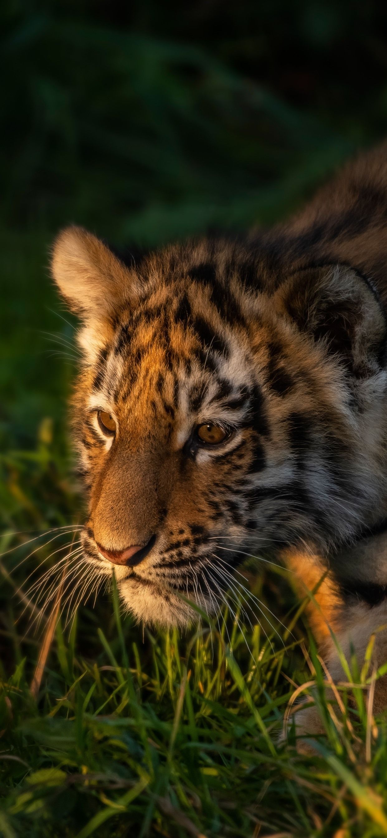 Tiger Cub Walking In The Grass 1242x2688 IPhone 11 Pro XS Max