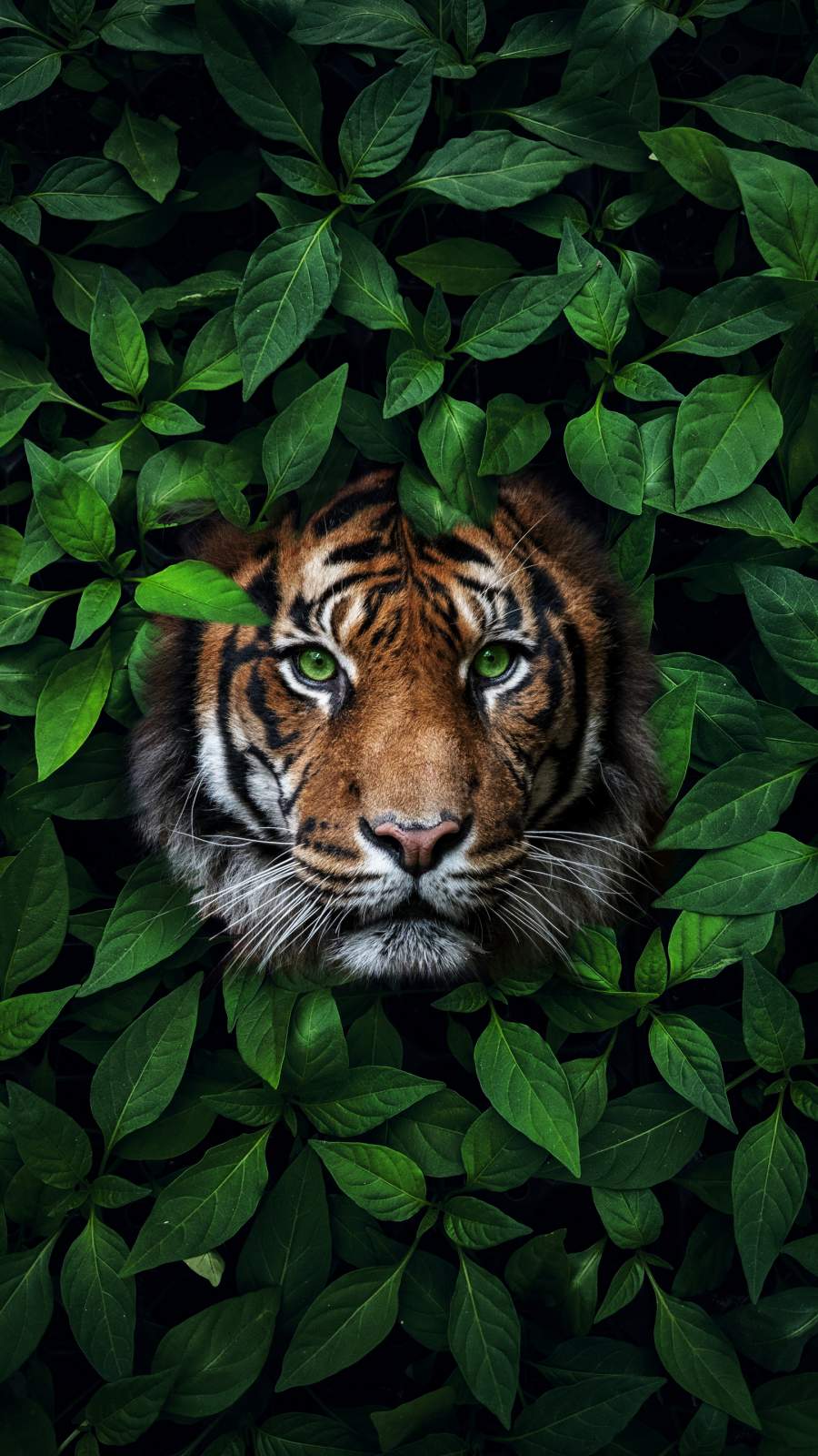 Tiger iPhone Wallpapers - Wallpaper Cave