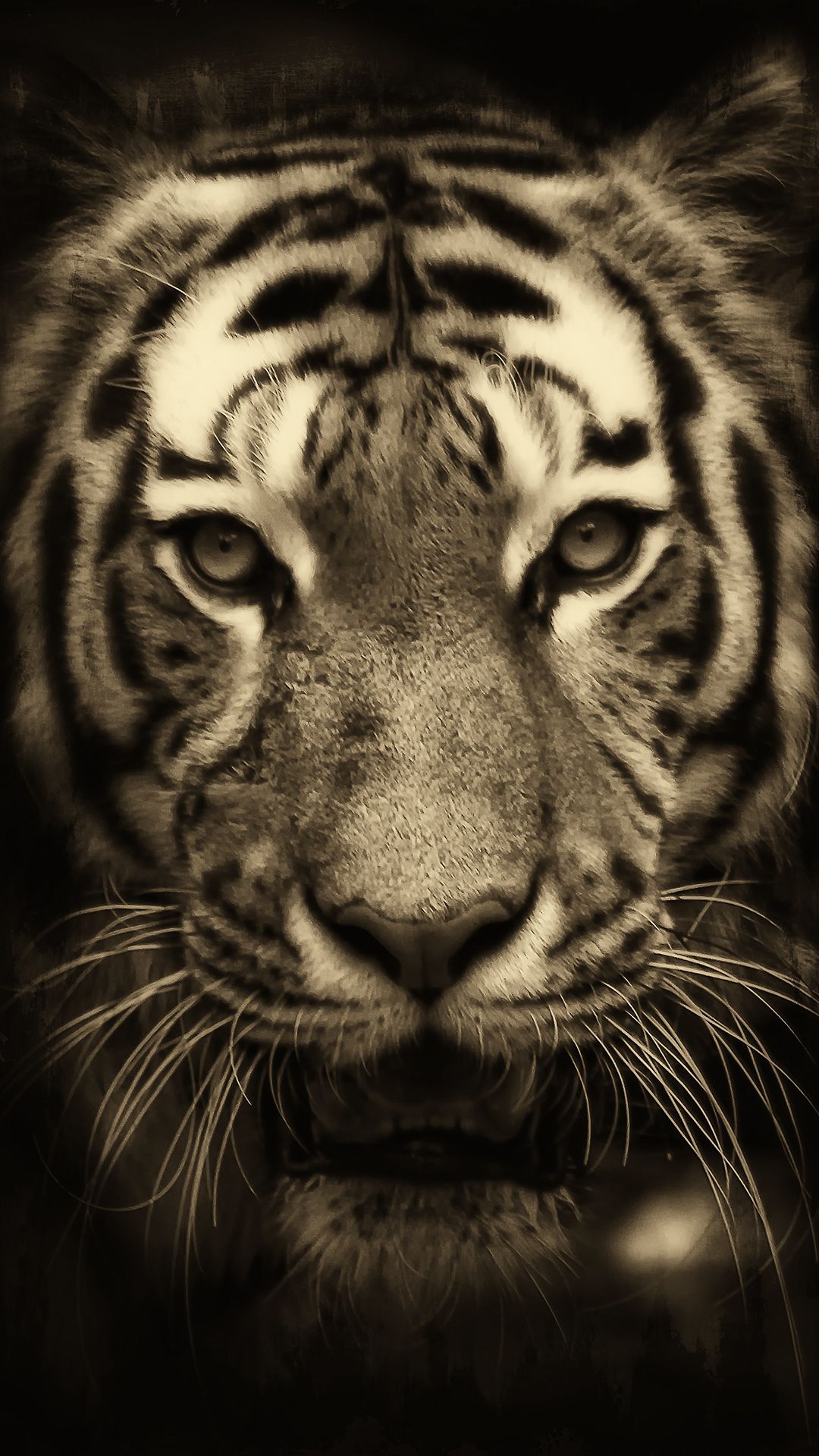 Tiger iPhone Background