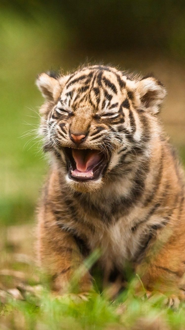 Tiger Cub Yawn 750x1334 IPhone 8 7 6 6S Wallpaper, Background