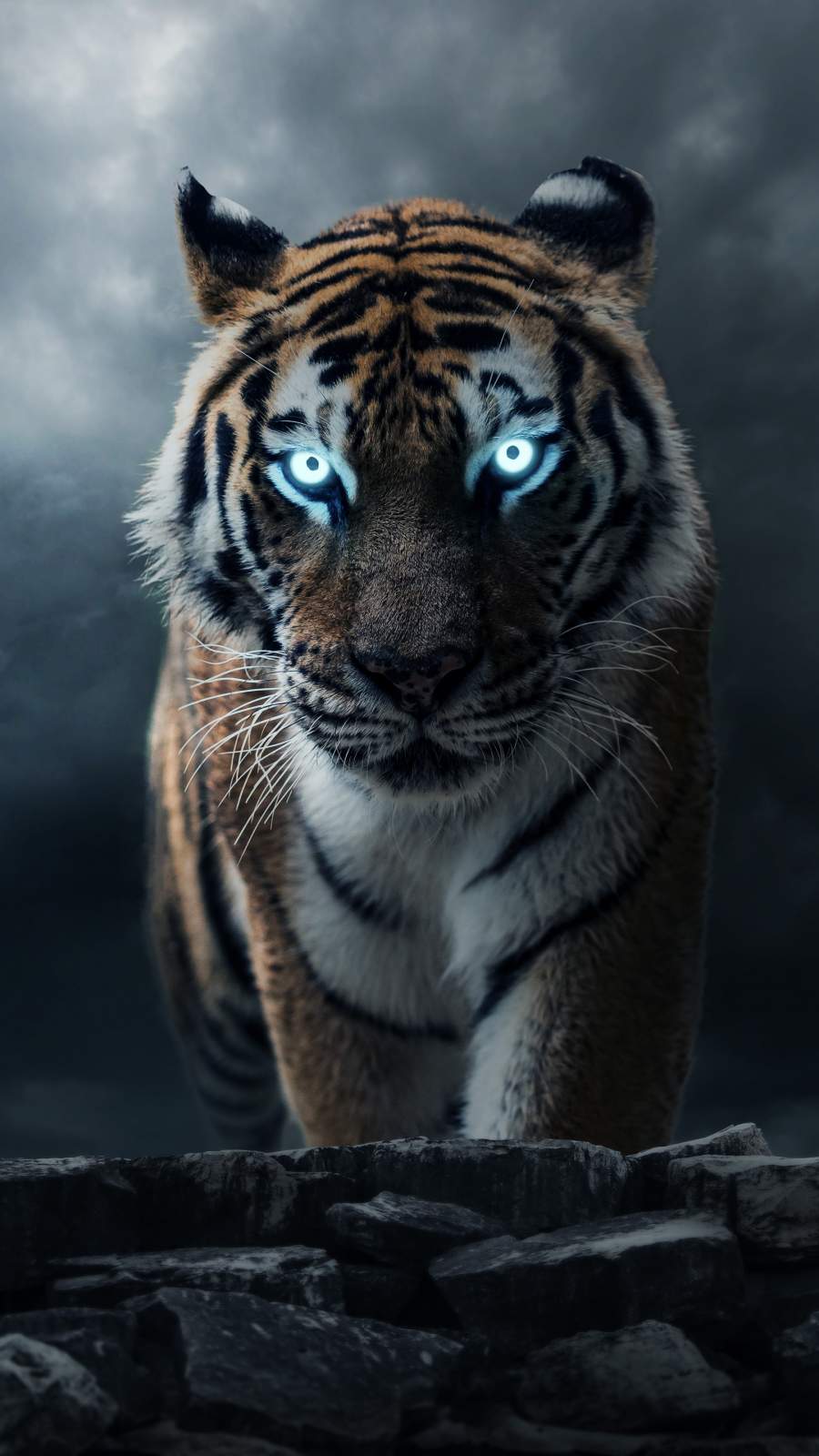Tiger Power iPhone Wallpaper HD  iPhone Wallpapers