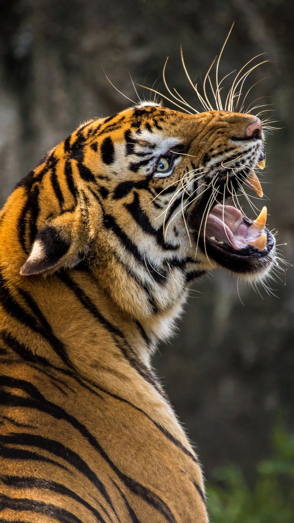 Tiger, predator, grin, fangs wallpaper, background iphone
