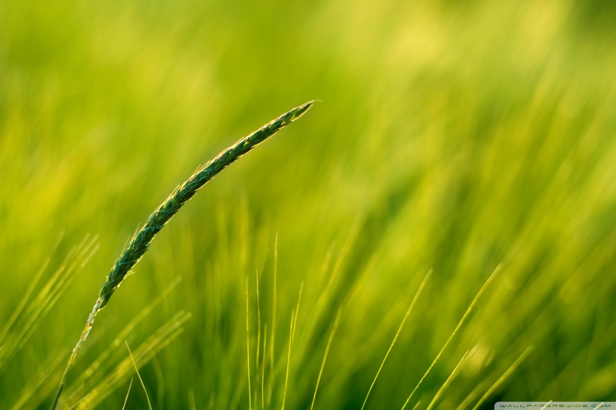 Summer Green Grass Ultra HD Desktop Background Wallpaper for 4K