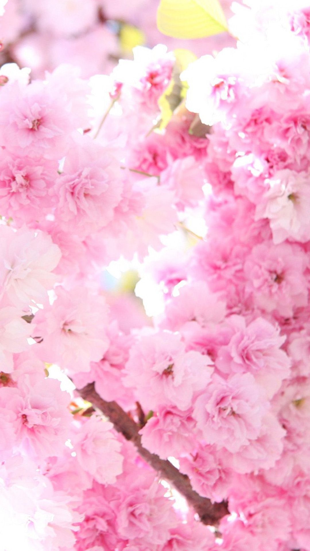 Pink cherry blossoms HD Wallpaper iPhone 6 plus.net. Flower background iphone, Best flower wallpaper, Flower wallpaper