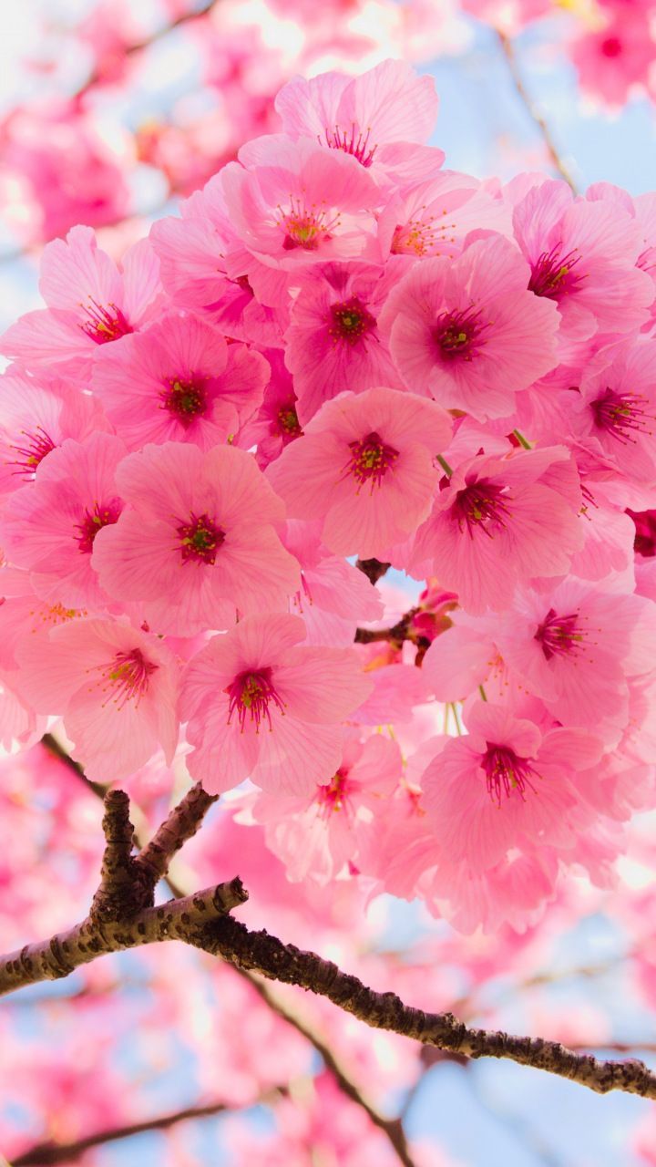 Pink, tree branches, cherry flowers, close up, 720x1280 wallpaper. Red flower wallpaper, Flower iphone wallpaper, Cherry blossom wallpaper