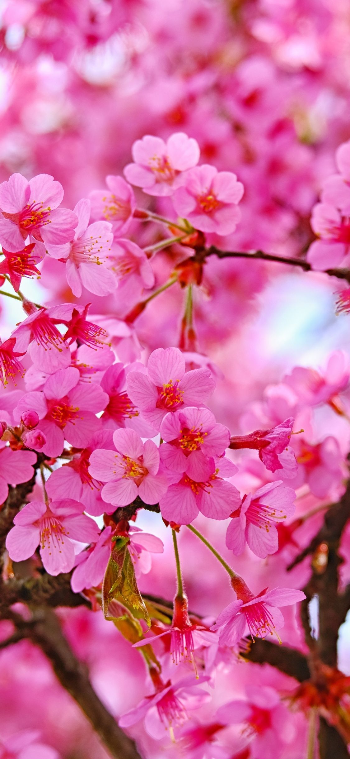 Cherry blossom, pink flowers, nature wallpaper. Cherry blossom wallpaper, Pink flowers wallpaper, Cherry blossom wallpaper iphone