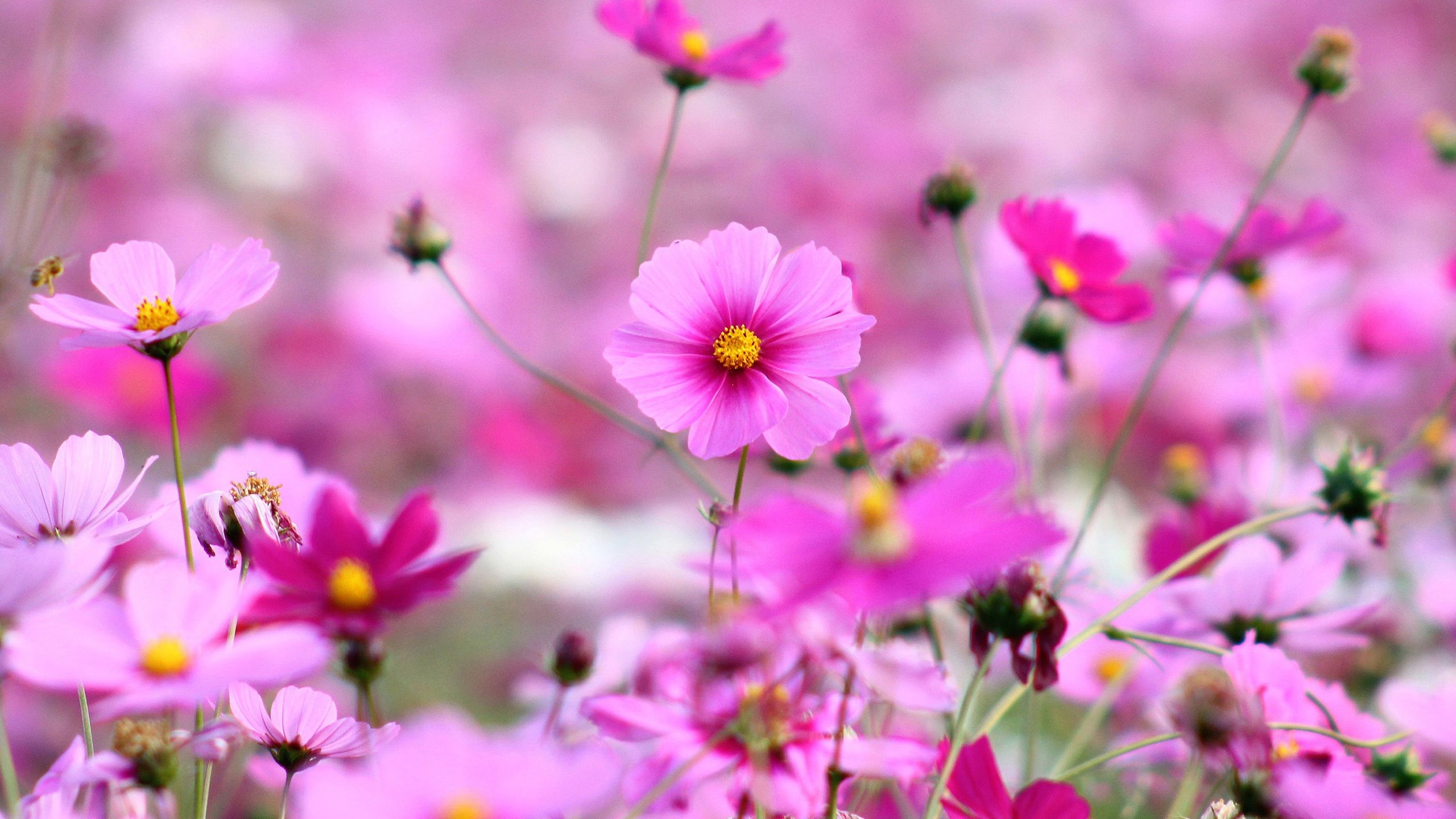 Blooming Pink Wallpapers - Wallpaper Cave