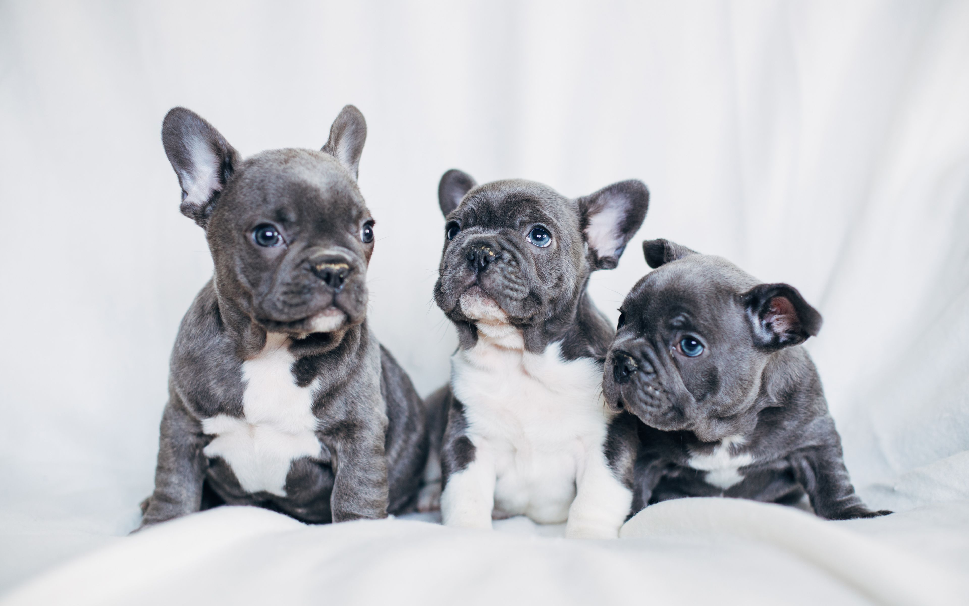 French Bulldog Puppies Desktop Wallpaper. Bulldog puppies, White