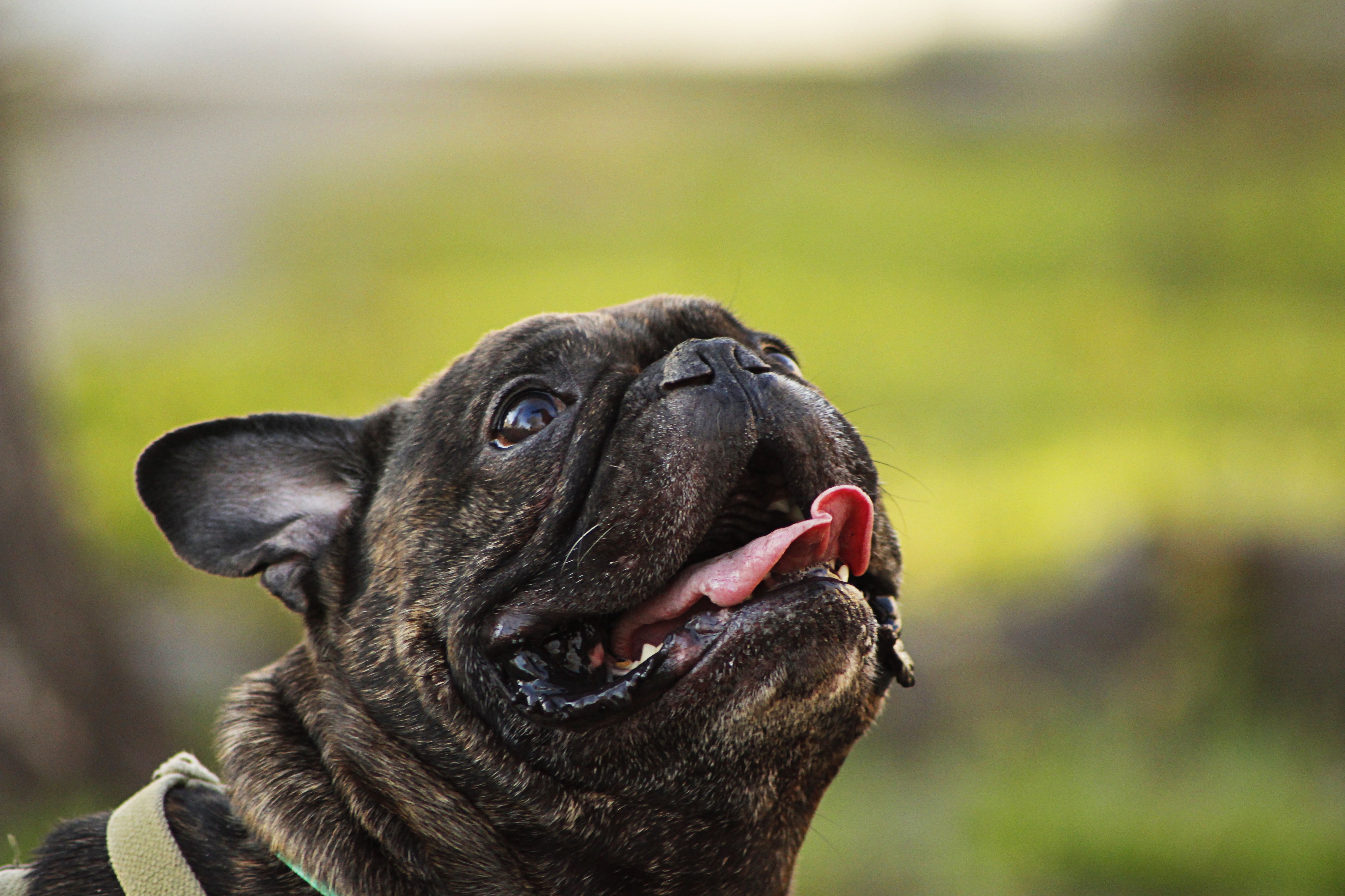 French Bulldog HD Wallpaper and Background Image