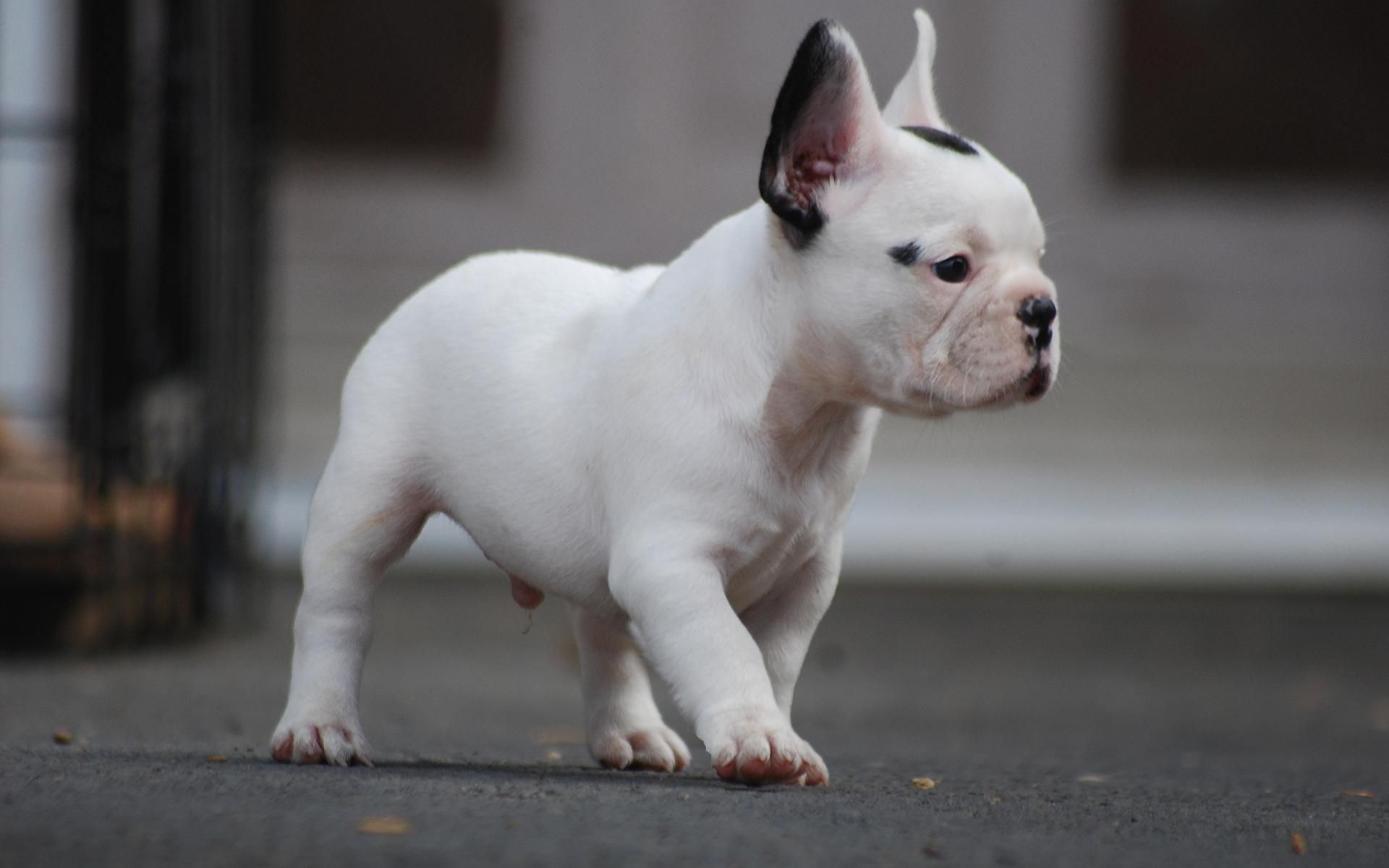 Frenchie Bulldog Wallpapers - Wallpaper Cave