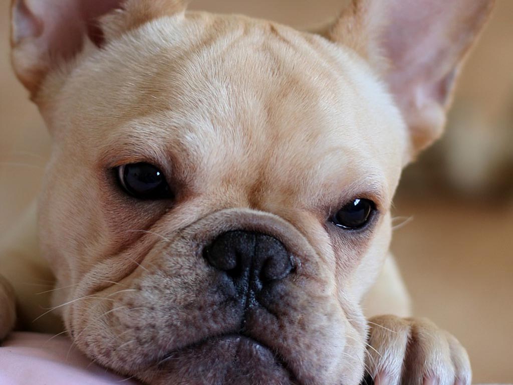 Free download French Bulldog Puppies Wallpaper Pics Fun Animals