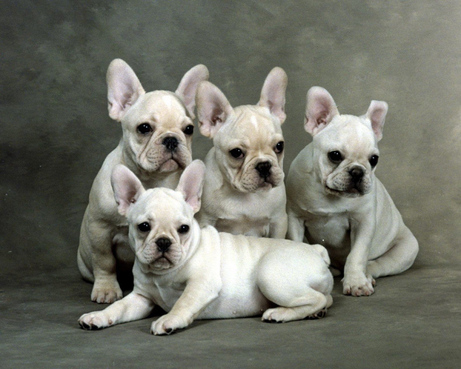 French Bulldog HD Wallpaper and Background Image