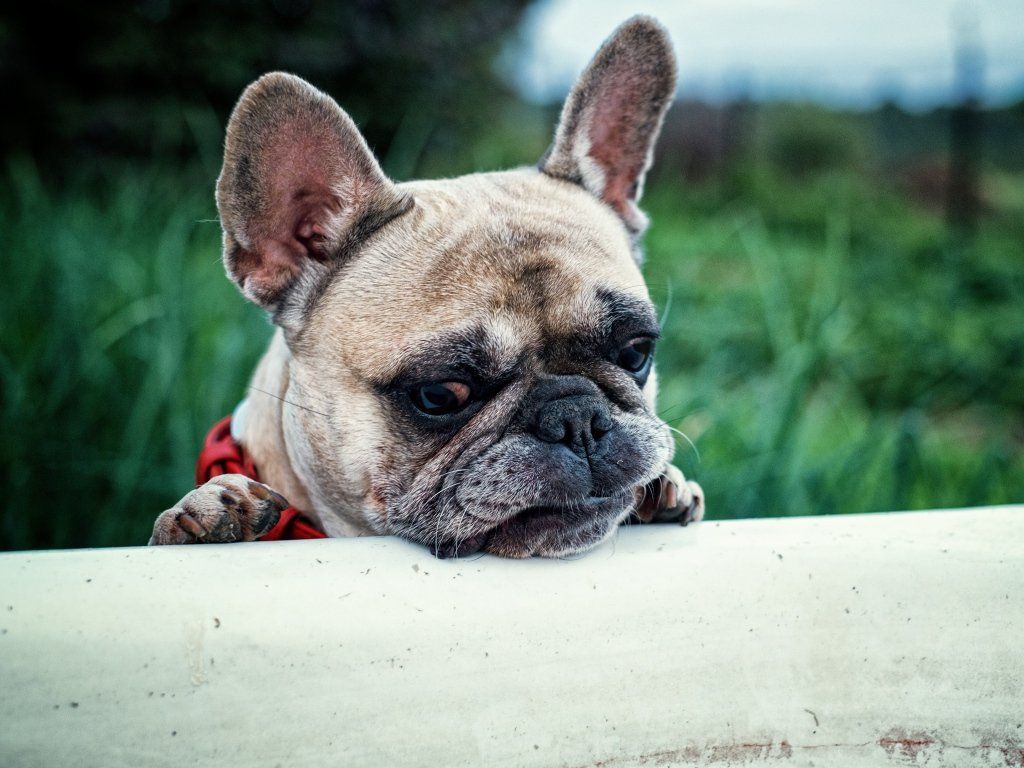 Understanding French Bulldogs Colors Bulldog Facts
