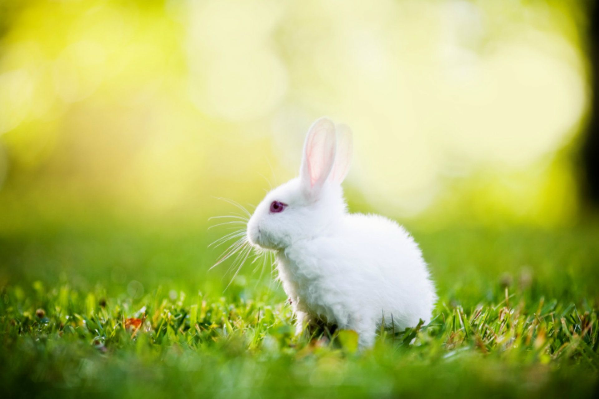 Free download White Rabbit HD Wallpaper For Desktop Animals HD