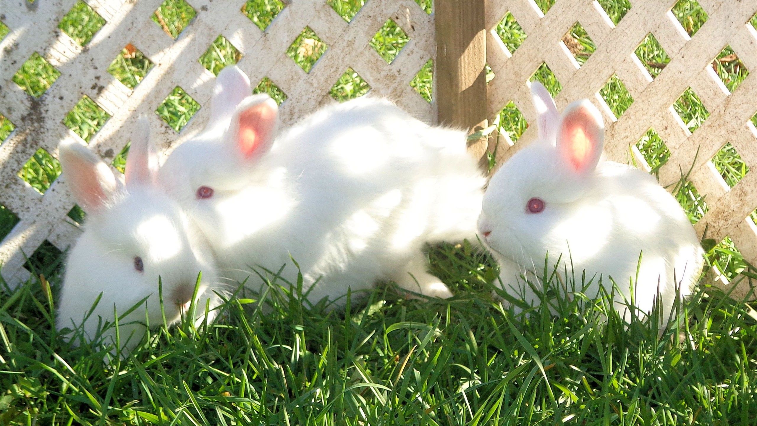 White Rabbits Wallpaper