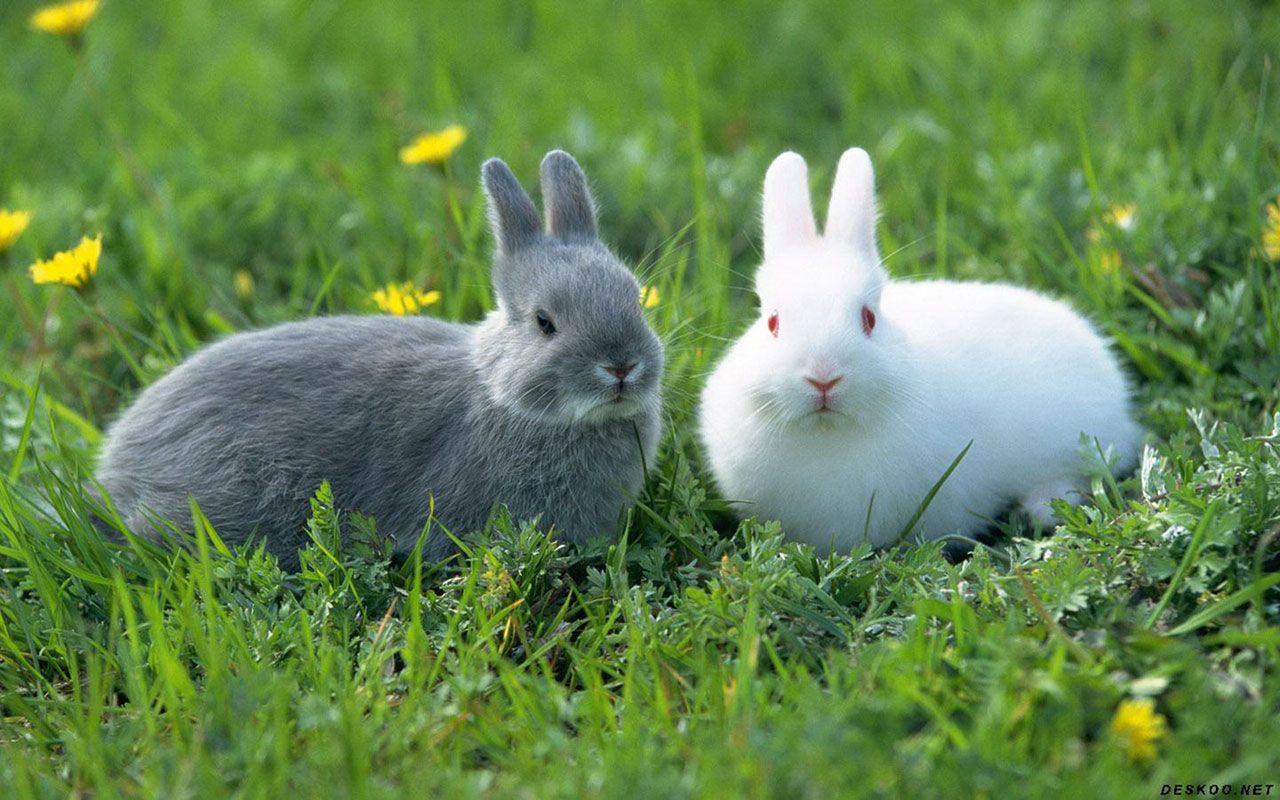 Free download Obediently White Rabbit HD wallpaper 4 Animal