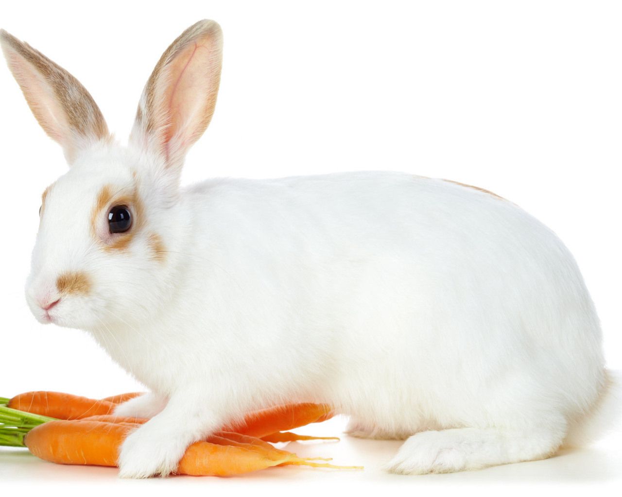 All About Animal Wildlife: Cute White Rabbit HD Wallpaper 2012