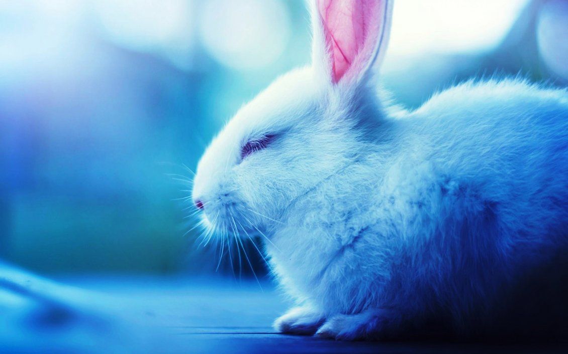 Sleepy white rabbit