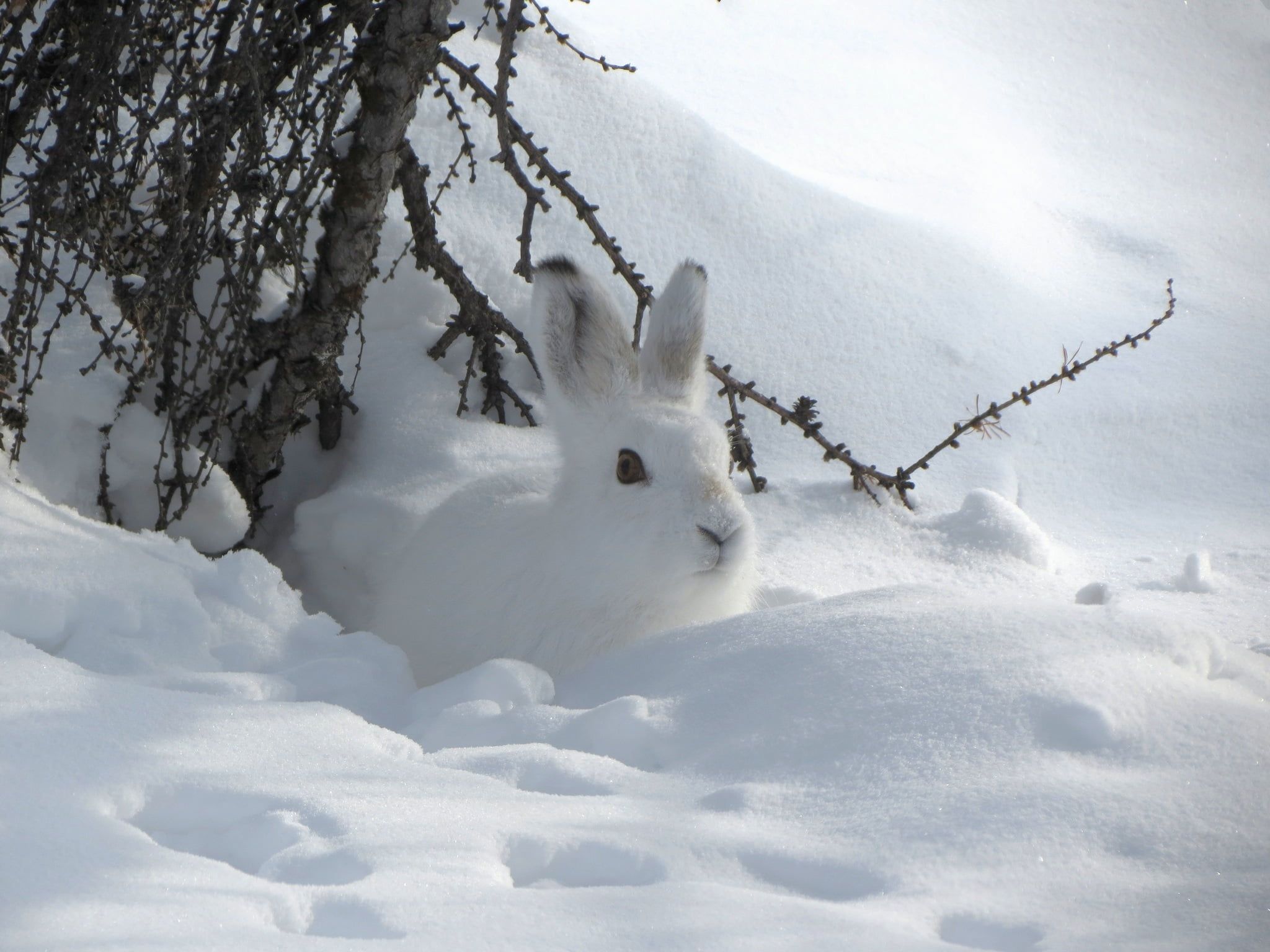 Snow Rabbit Wallpaper Free Snow Rabbit Background