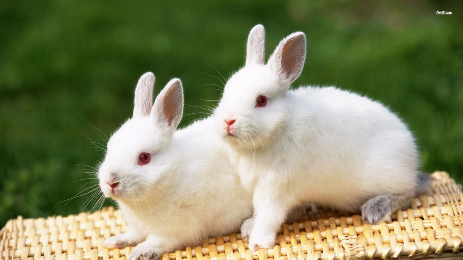 Cute White Rabbit Image 07794