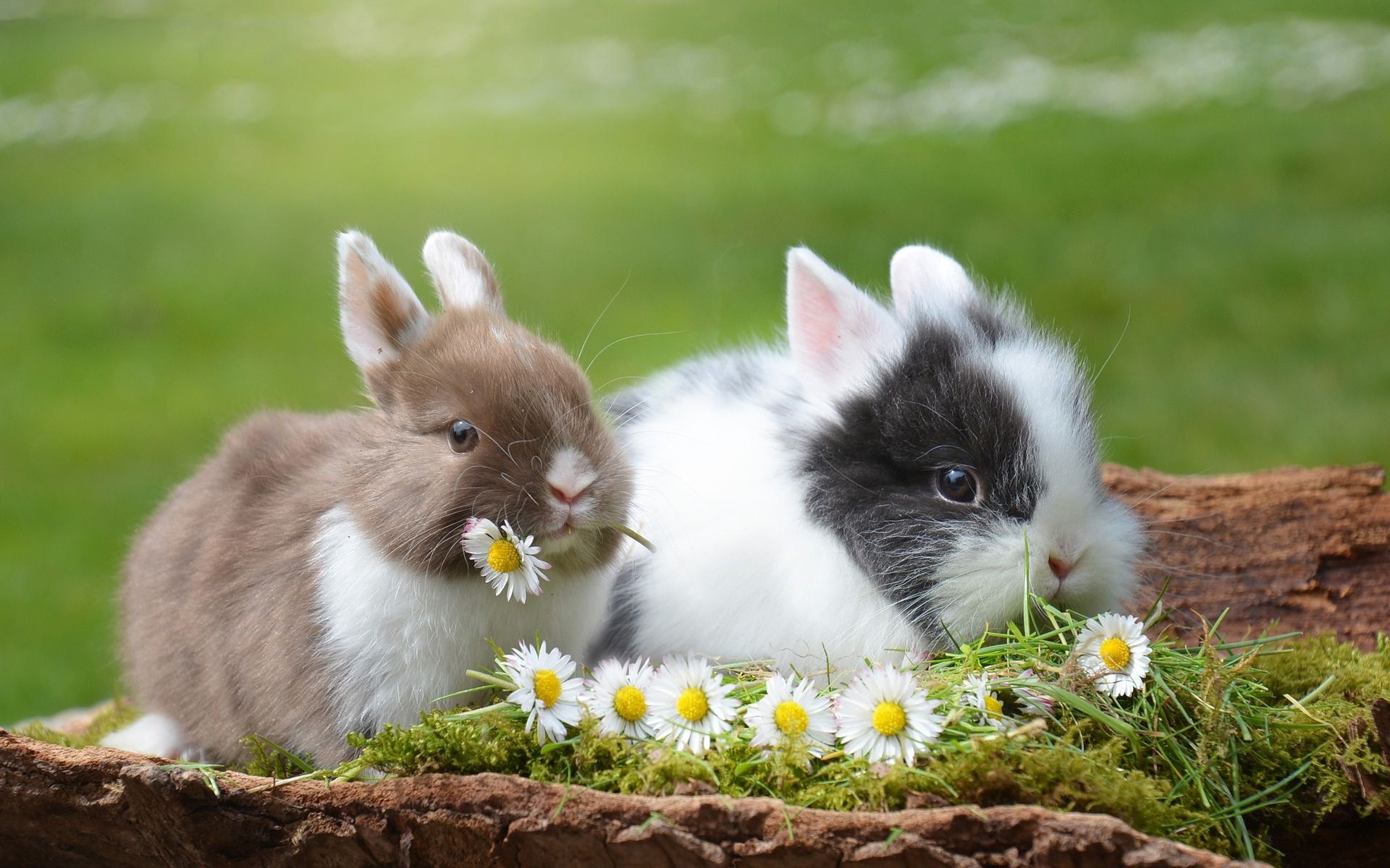 Download wallpaper rabbits, cute animals, pets, white rabbit