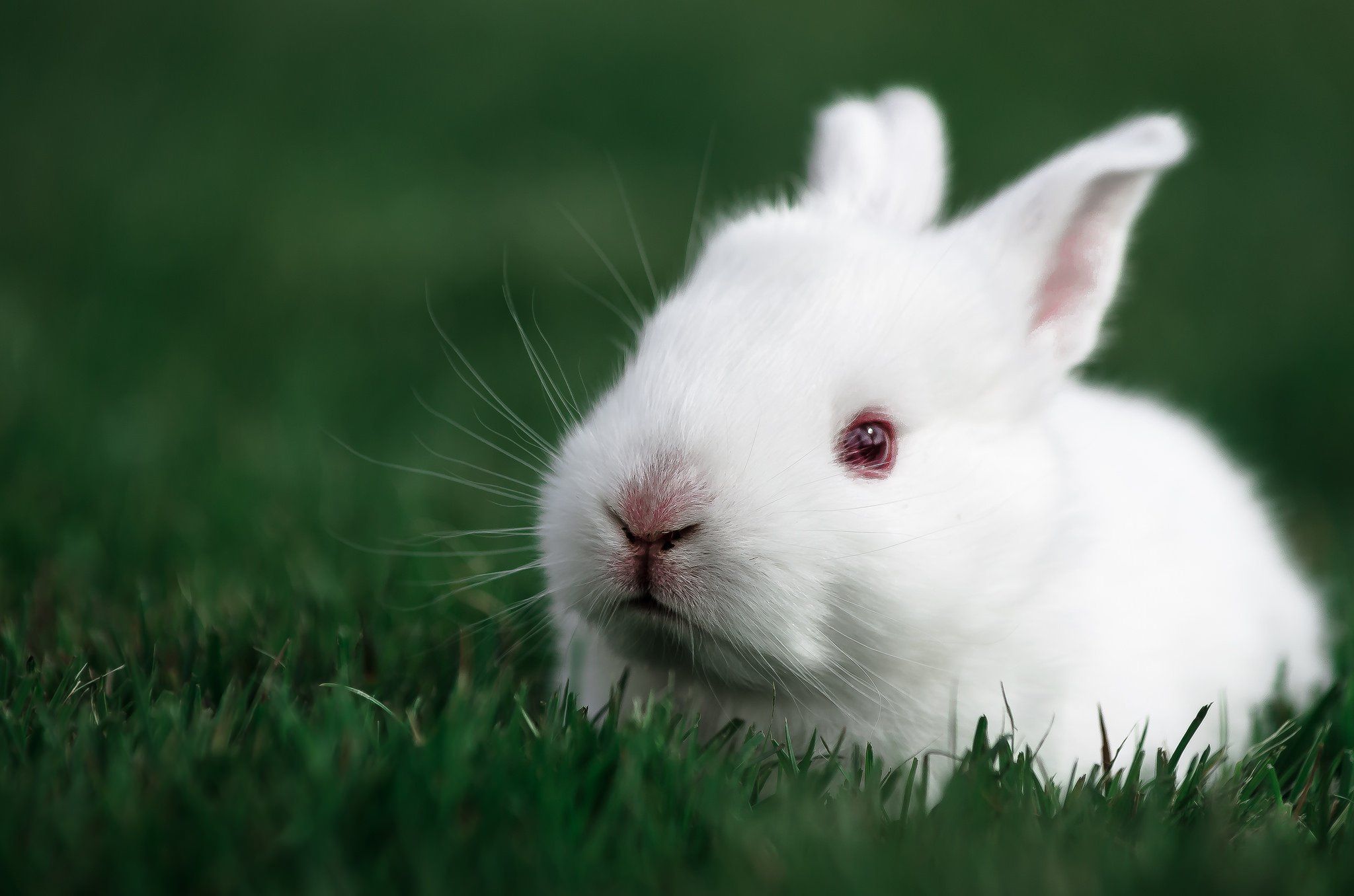 white, Rabbit, Rabbit, Bunny, Baby, Easter Wallpaper HD / Desktop