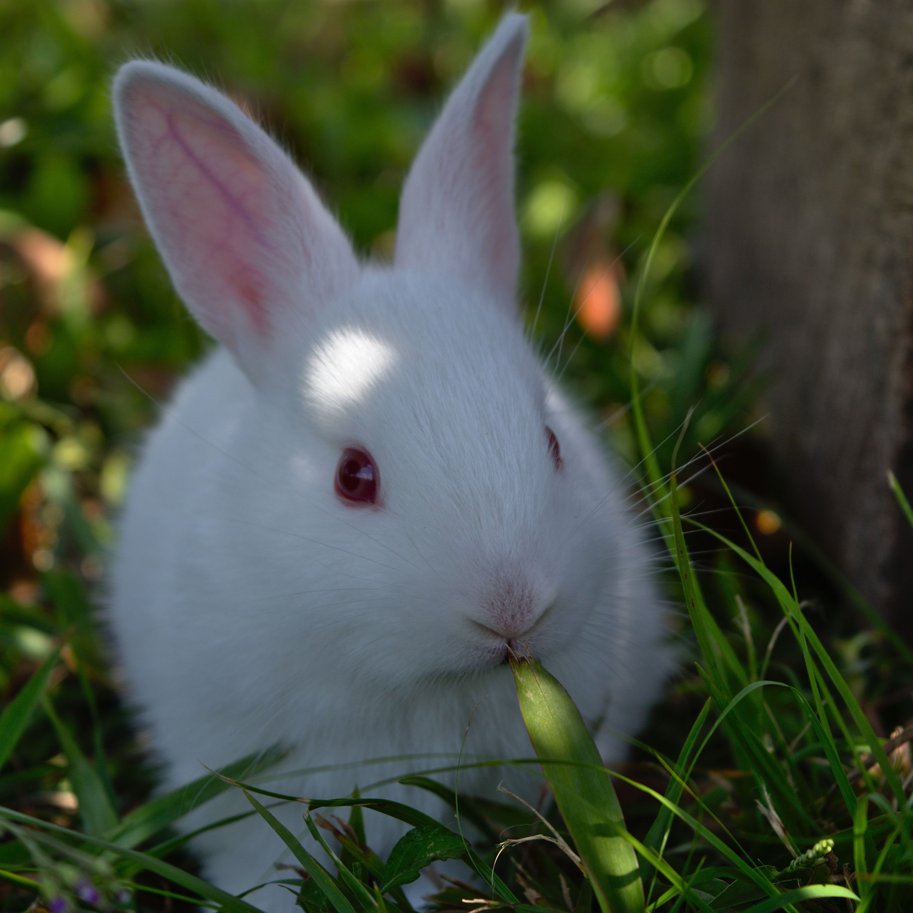 White Rabbit Hd Wallpapers Wallpaper Cave