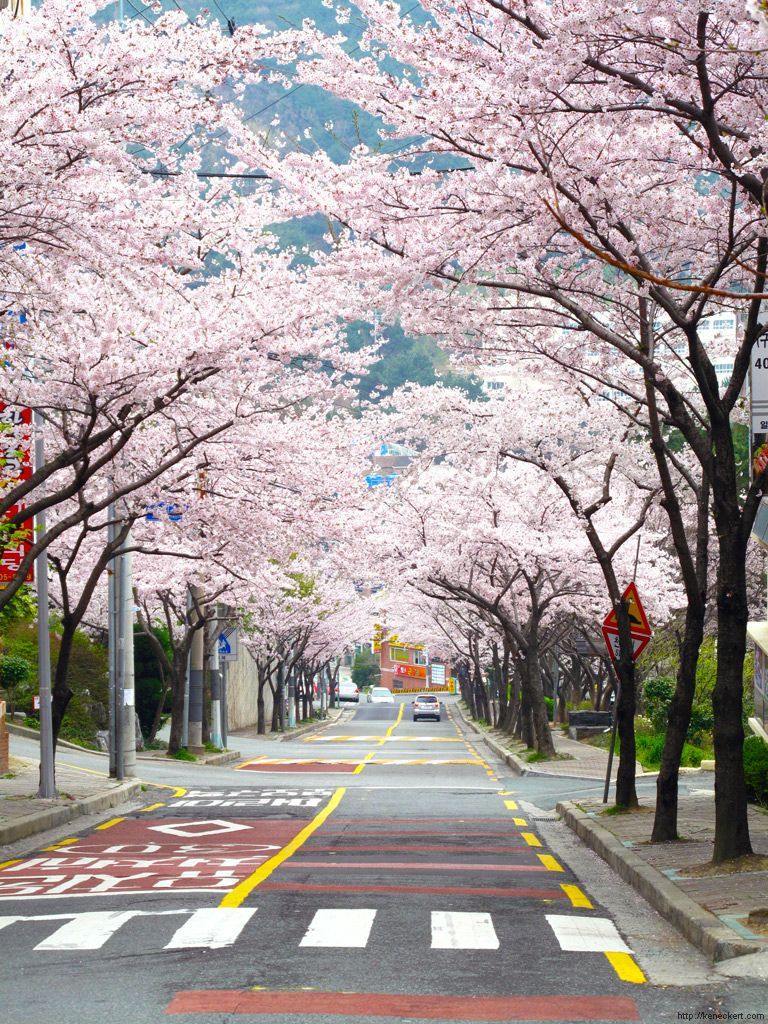 Cherry Blossoms On Yeong Do, Busan, Korea By Ken Eckert. Phong