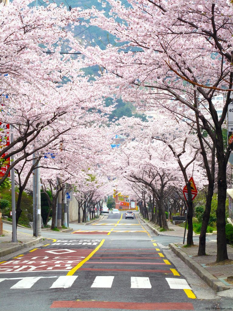 Korea Spring Wallpapers - Wallpaper Cave