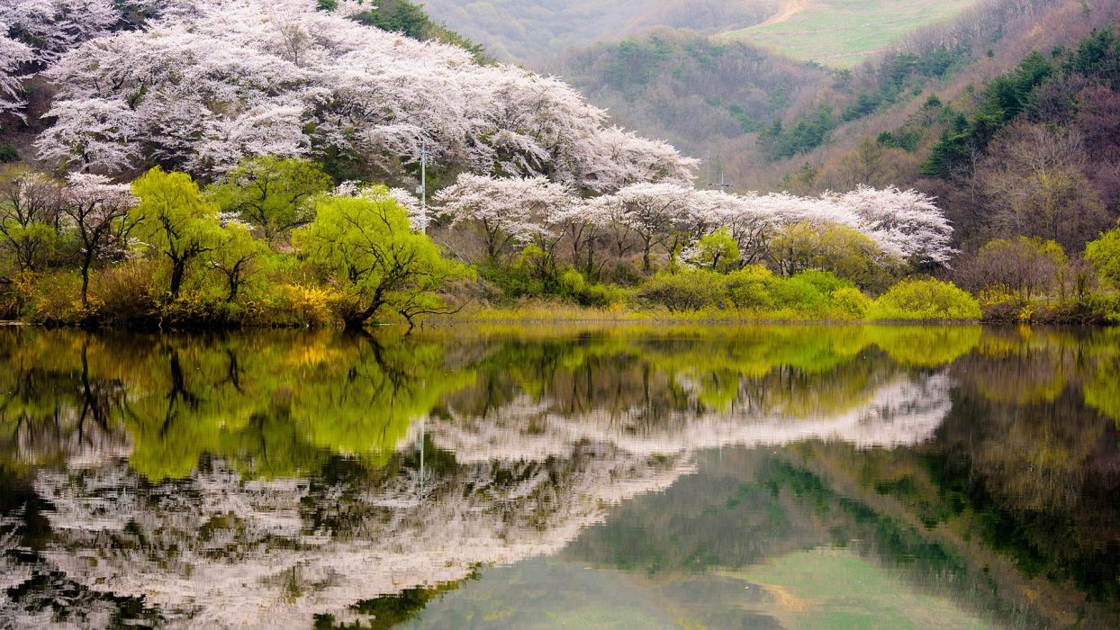Spring landscape Korea hills forest trees flowering lake