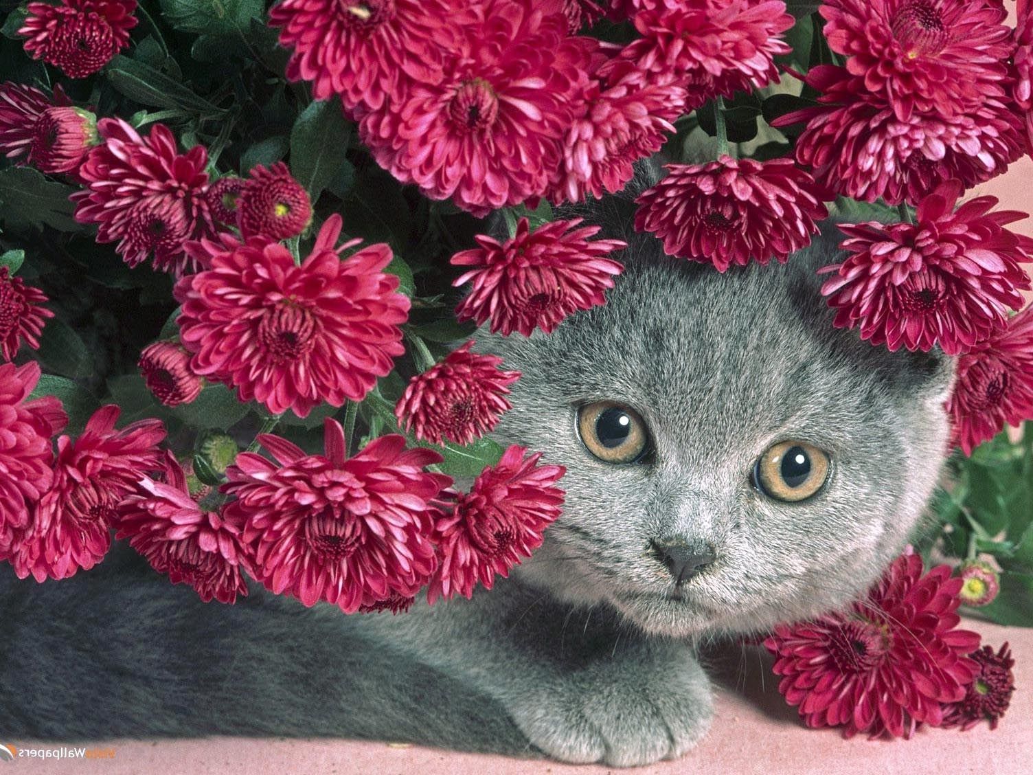 Kitten, In, Red, Flowers, HD Cat Wallpaper, Kittens, Puffy Cats