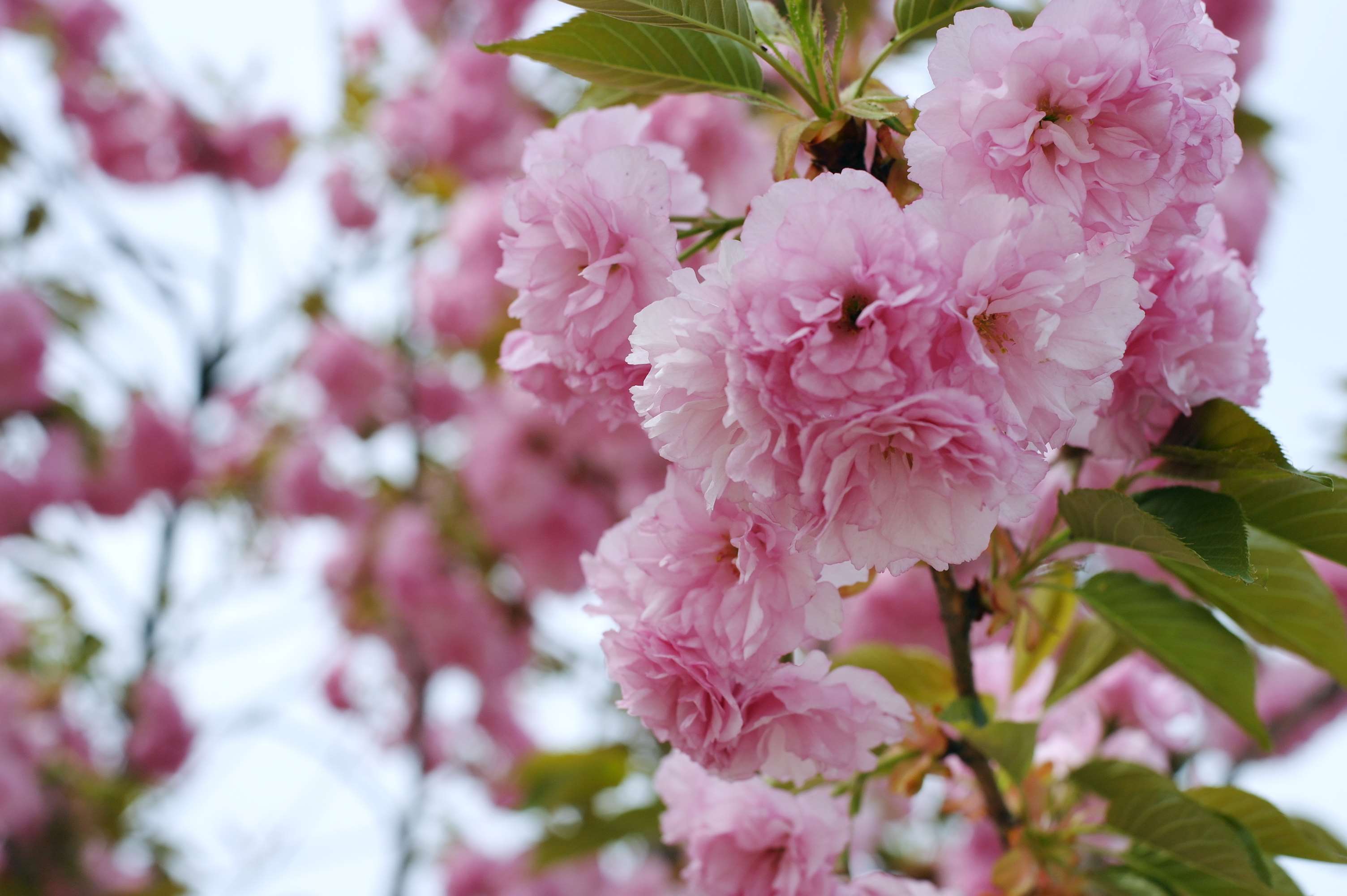 Blossom, Flowers, Korea, Spring Wallpaper And Background