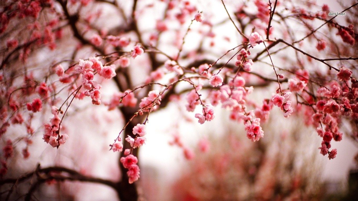 cherry blossom Wallpaper and Background Imagex768