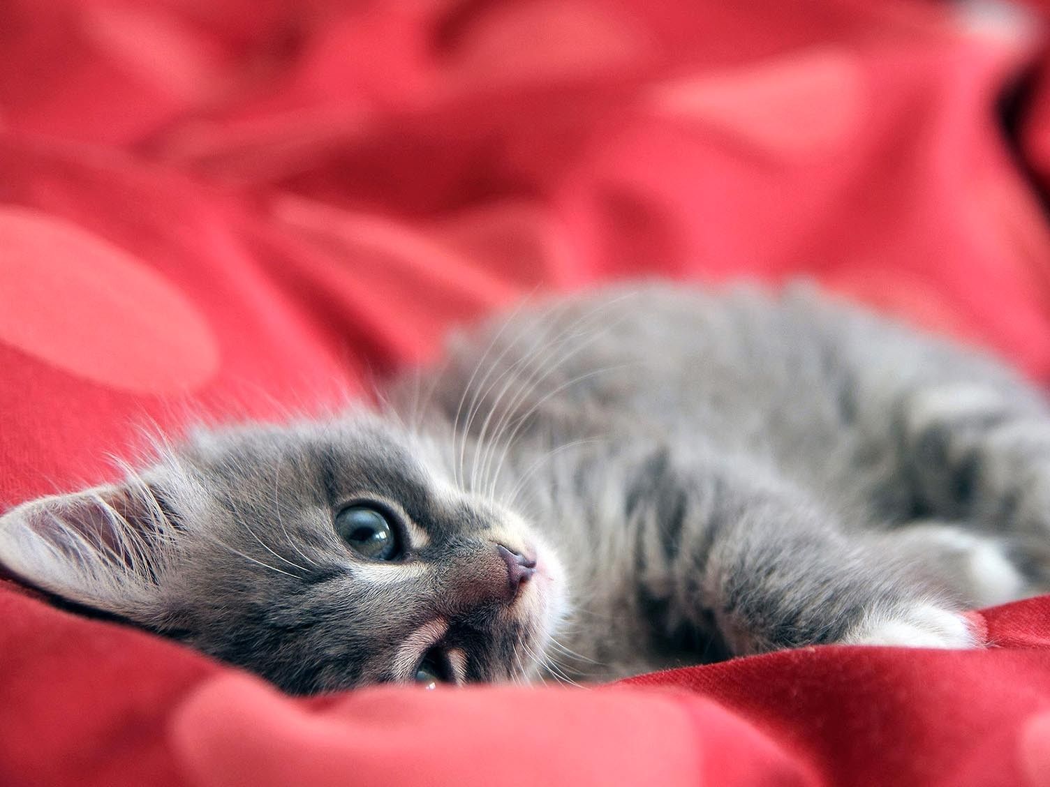 Kitty, Resting, HD Cat Wallpaper, Kittens, Puffy Cats, Widescreen