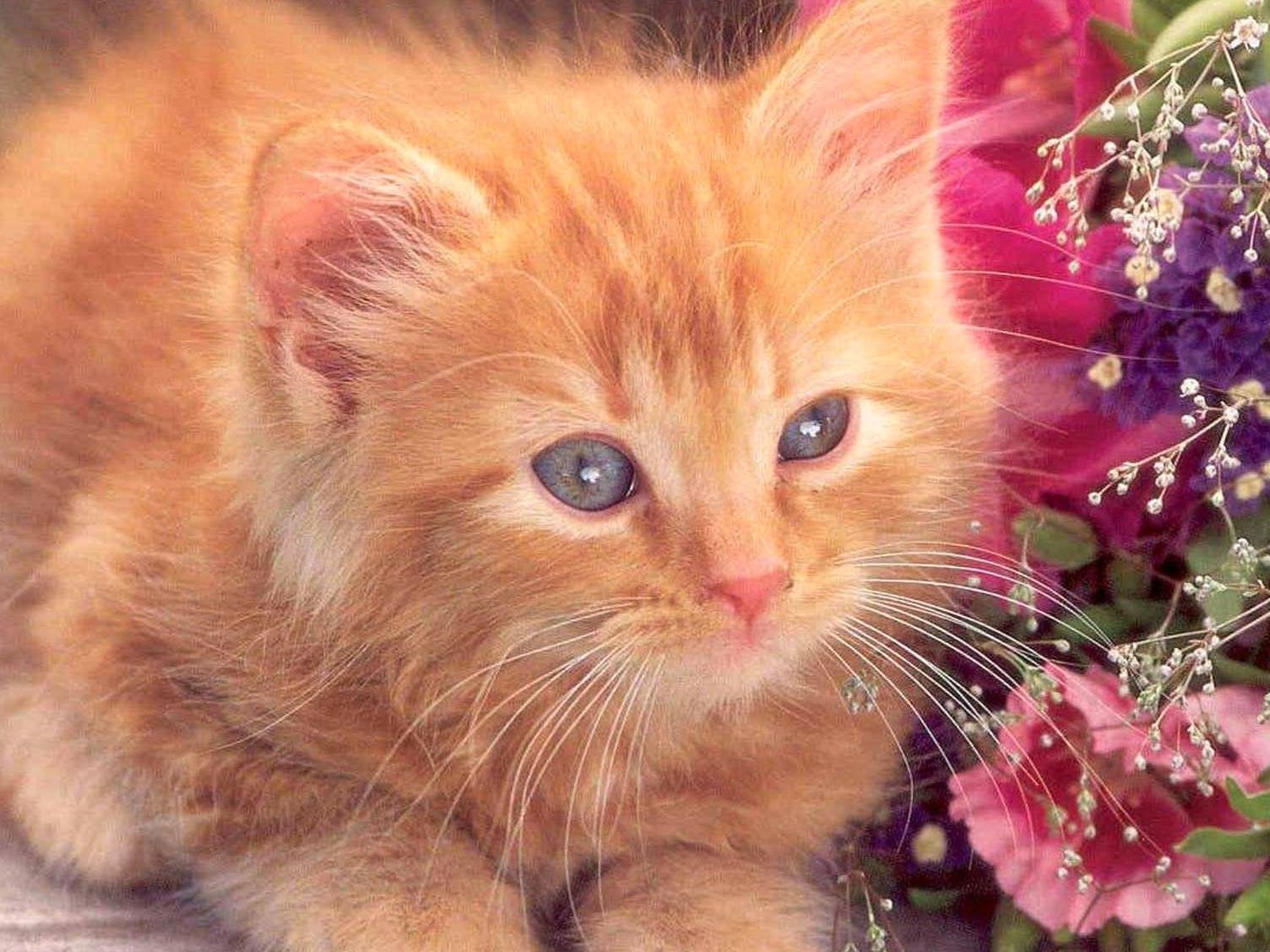 Рыжий котик в цветах