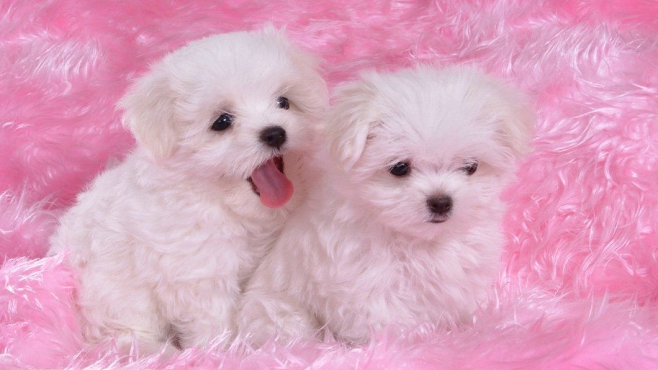 Free download Cute Puppies Wallpaper 9171 HD Wallpaper Puffy