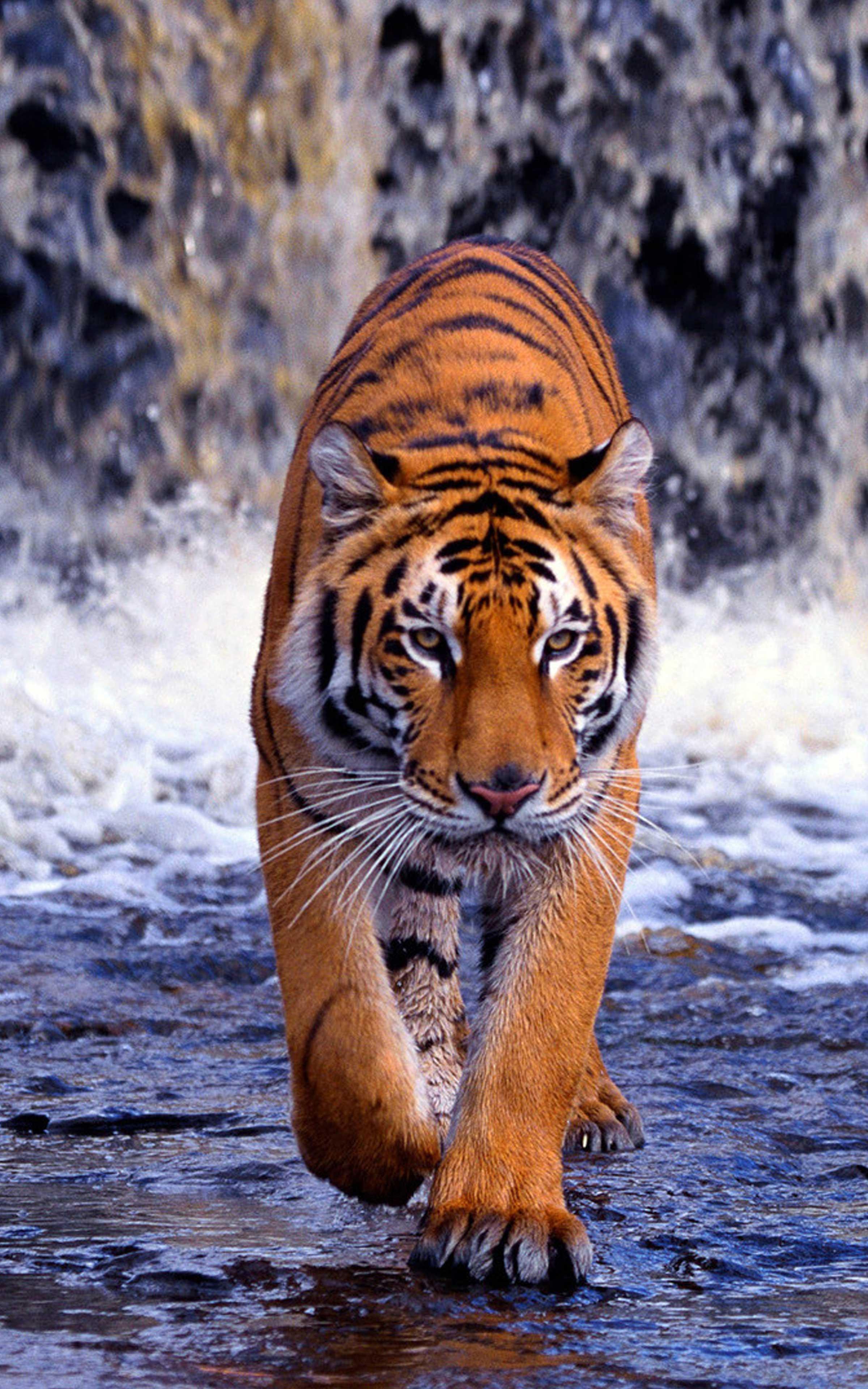 Tiger Wallpaper 4k Cool Tiger Wallpaper for Android
