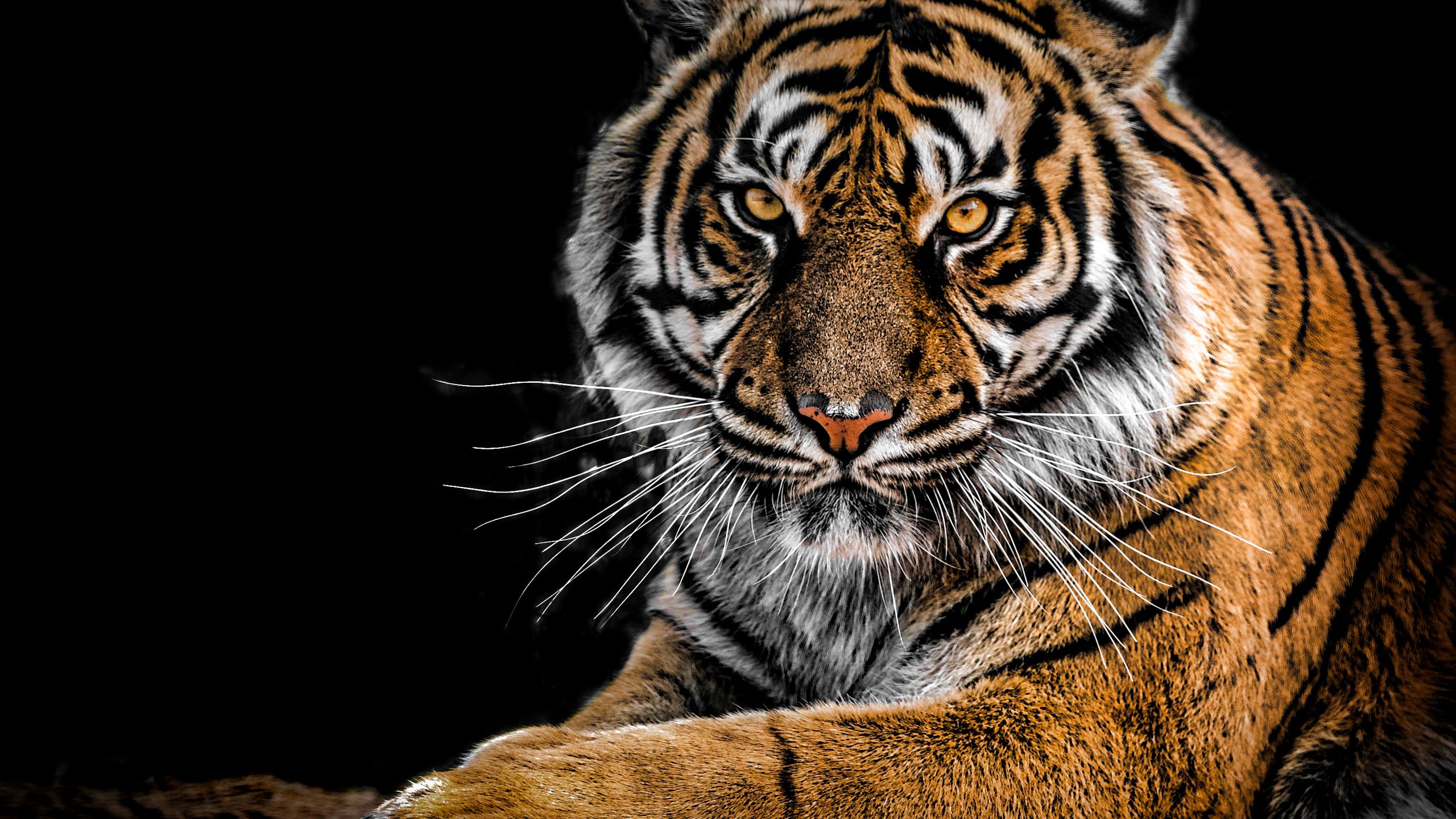 Tiger Closeup 1440P Resolution HD 4k Wallpaper, Image