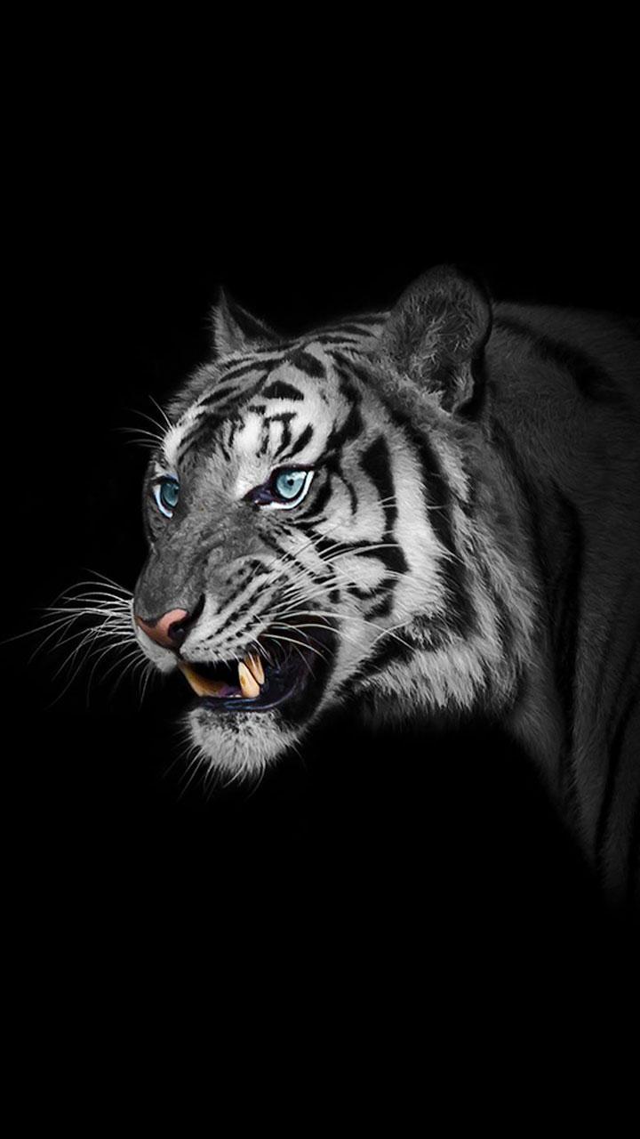 Android Tiger Wallpapers - Wallpaper Cave