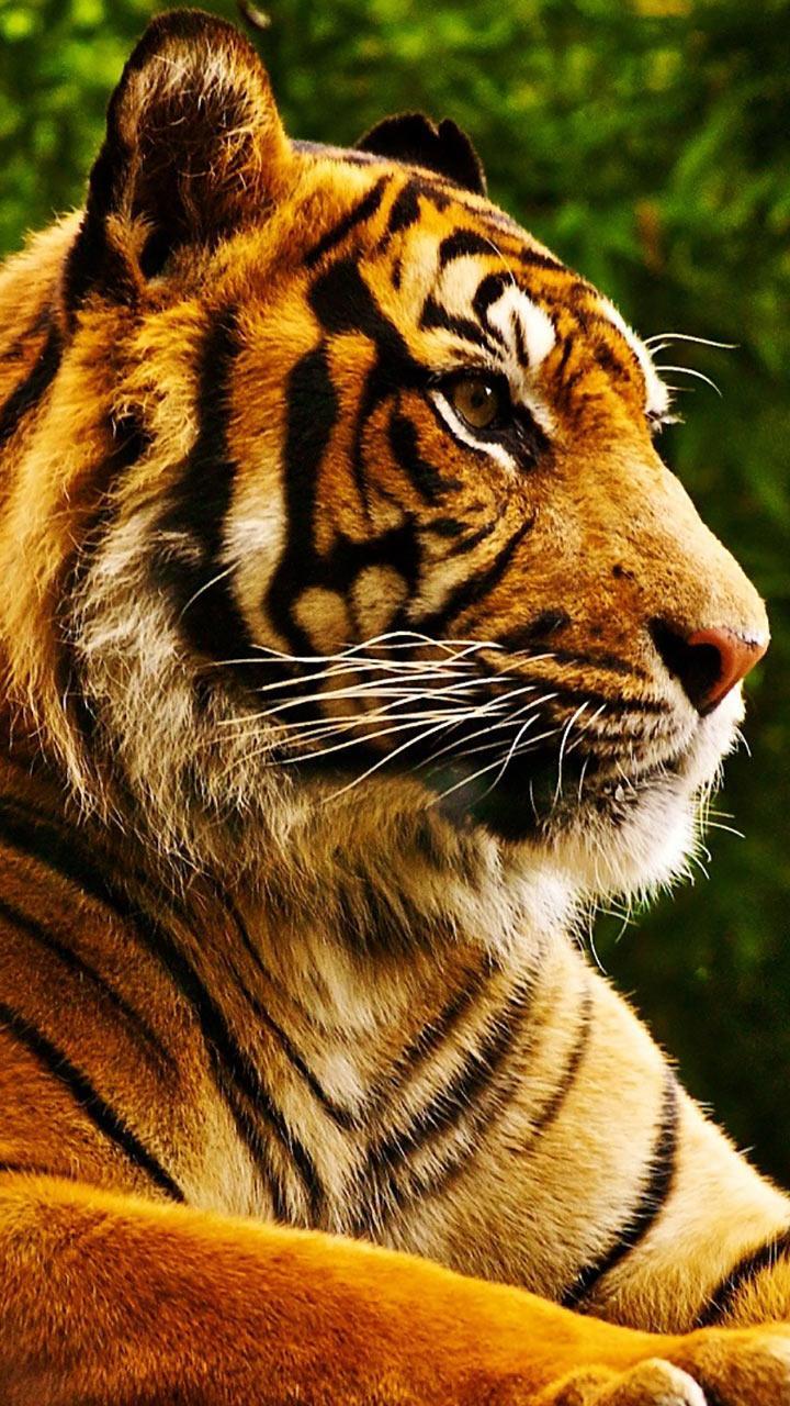 Android Tiger Wallpapers Wallpaper Cave