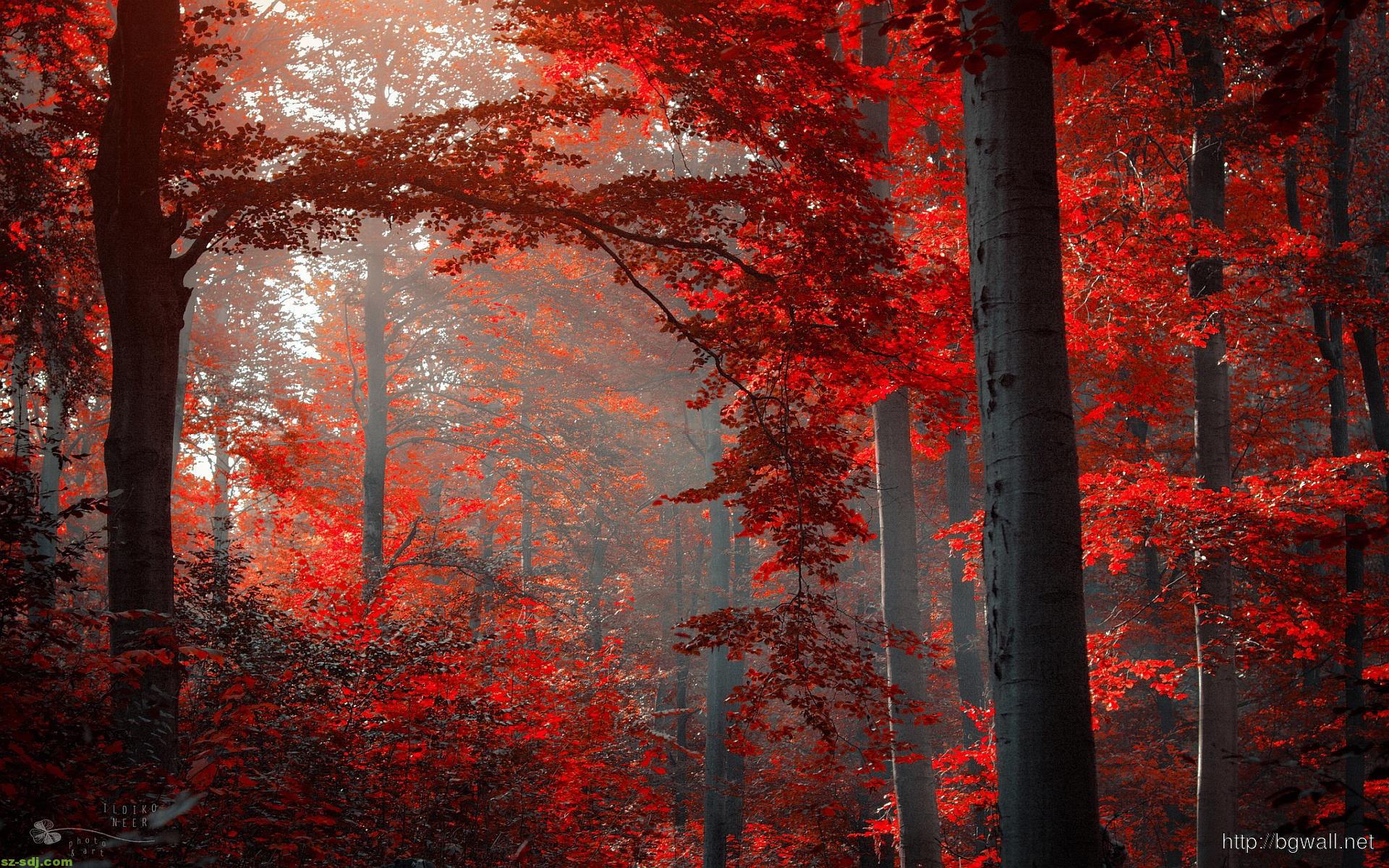 Dark Forest Red Autumn Wallpaper Desktop