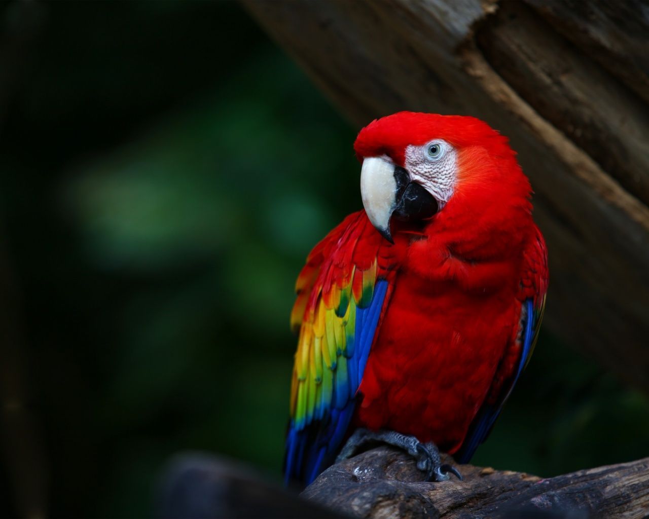 Colorful Parrot in Animals.com. Parrot wallpaper, Colorful parrots, Parrot