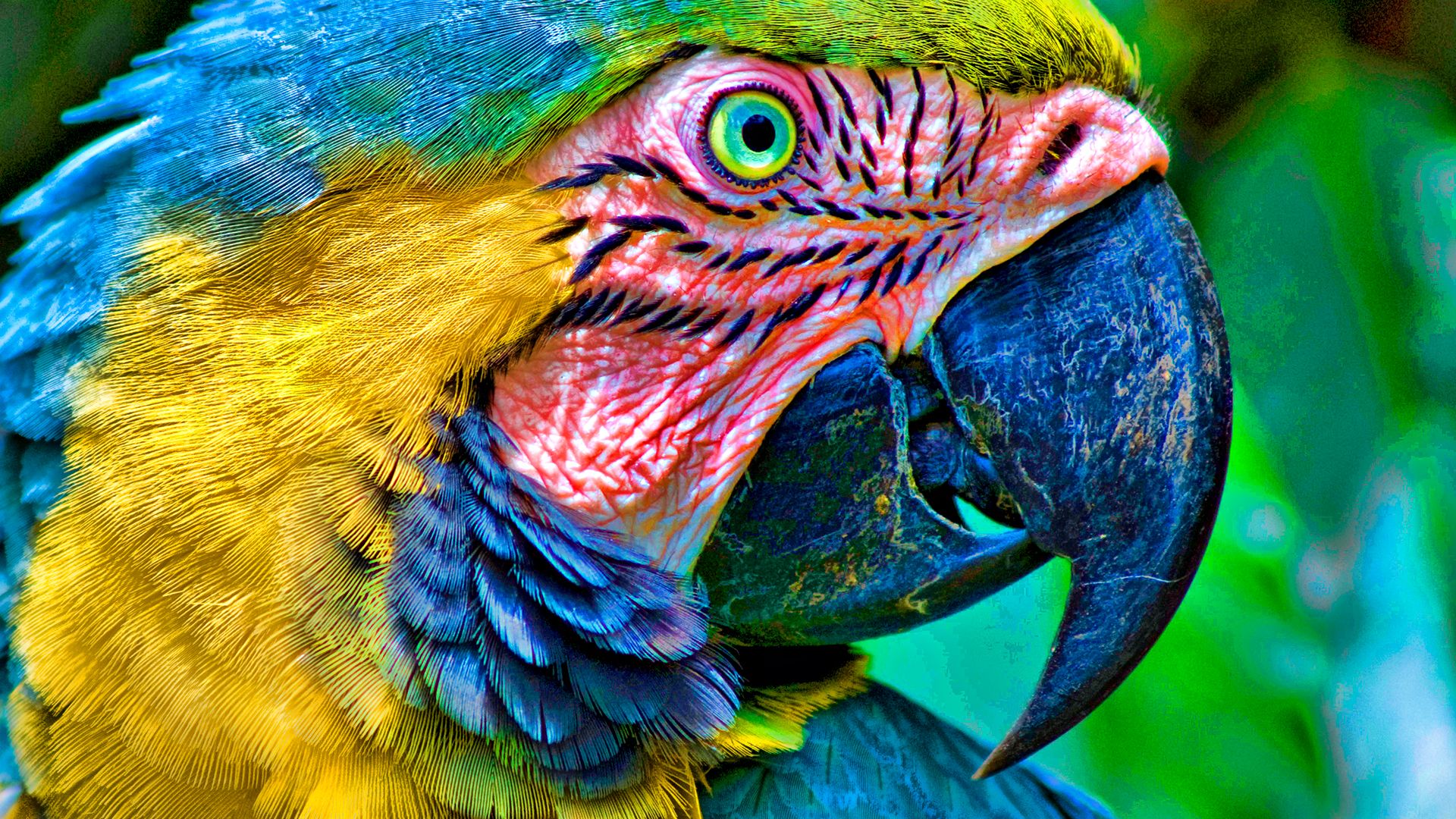 Macaw HD Wallpaper