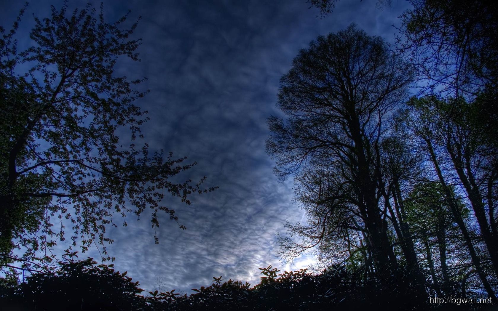 Download Night Sky In The Forest Wallpaper